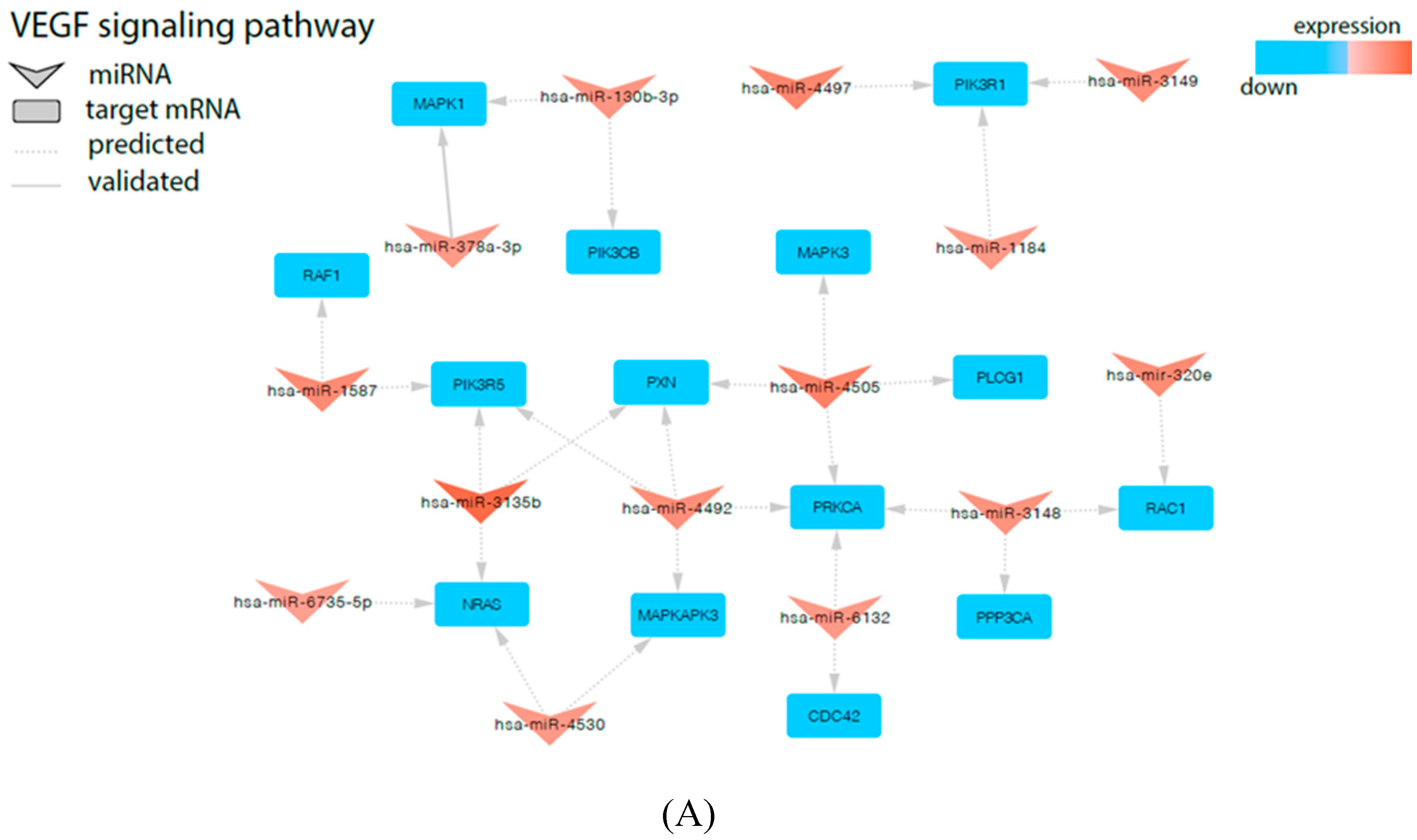 Ijms 21 01305 g004a Ijms 21 01305 g004a