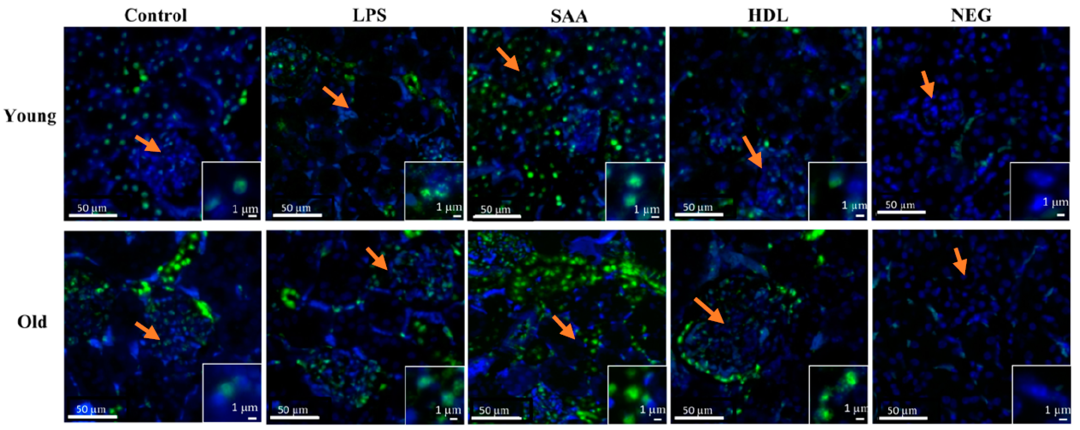 Ijms 21 01316 g011 Ijms 21 01316 g011