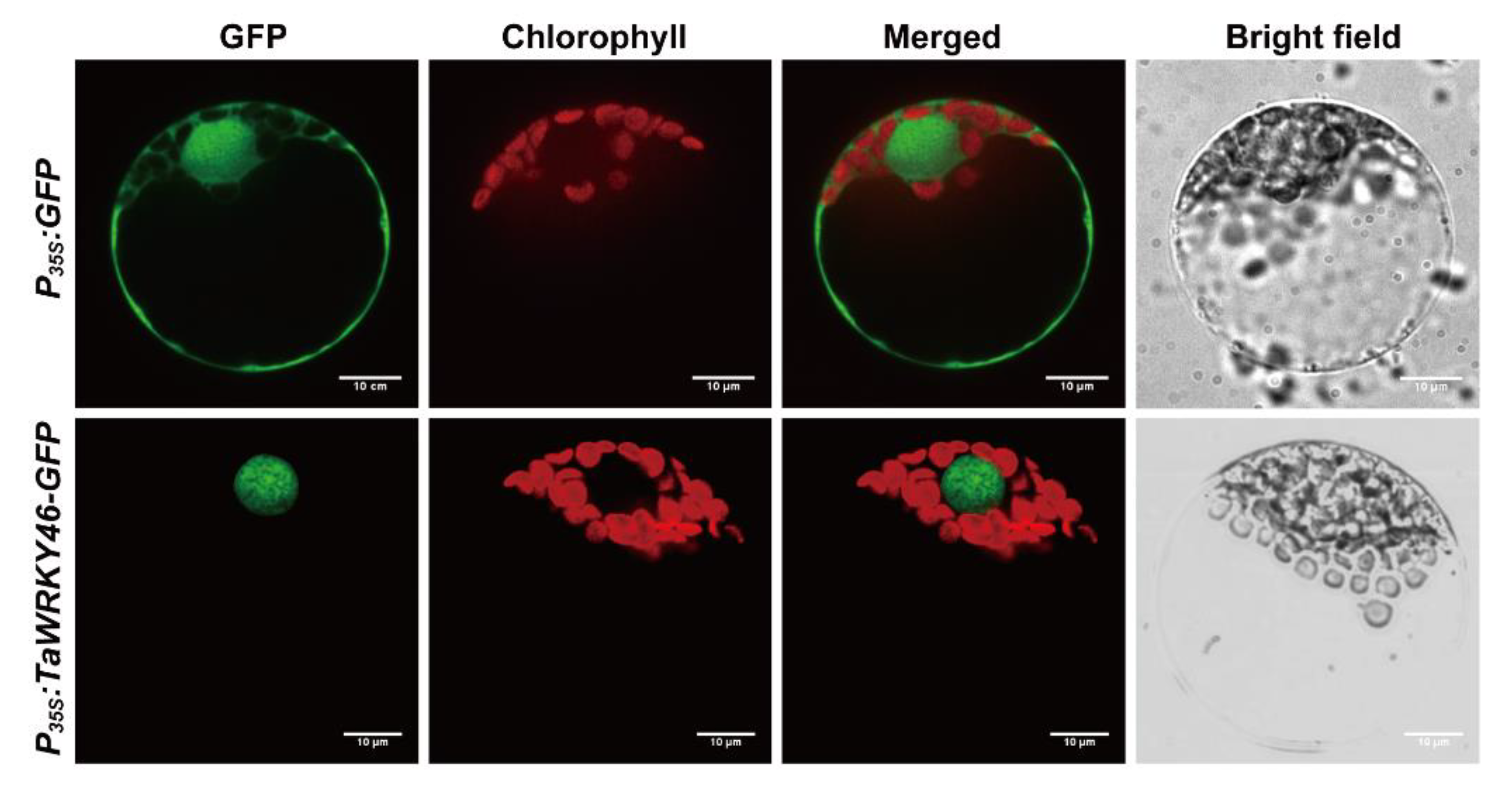 Ijms 21 01321 g003 Ijms 21 01321 g003