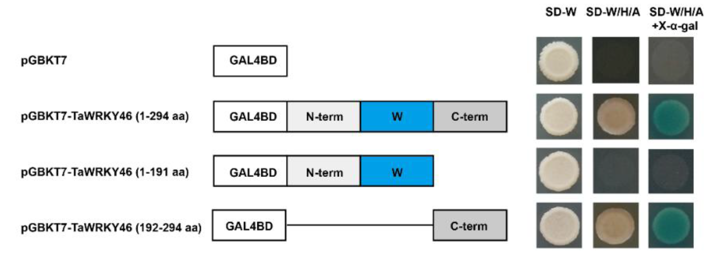 Ijms 21 01321 g004 Ijms 21 01321 g004