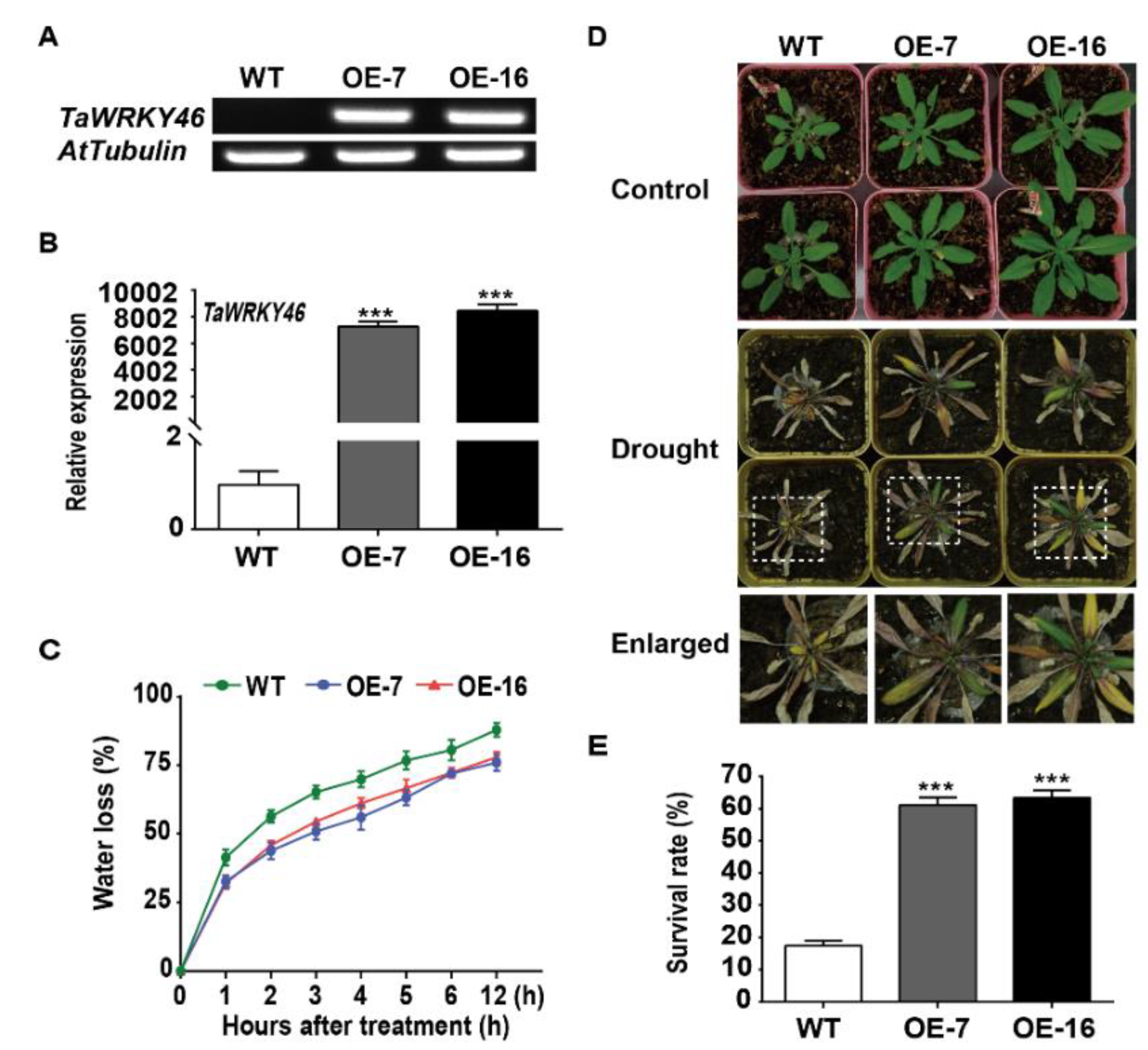 Ijms 21 01321 g005 Ijms 21 01321 g005