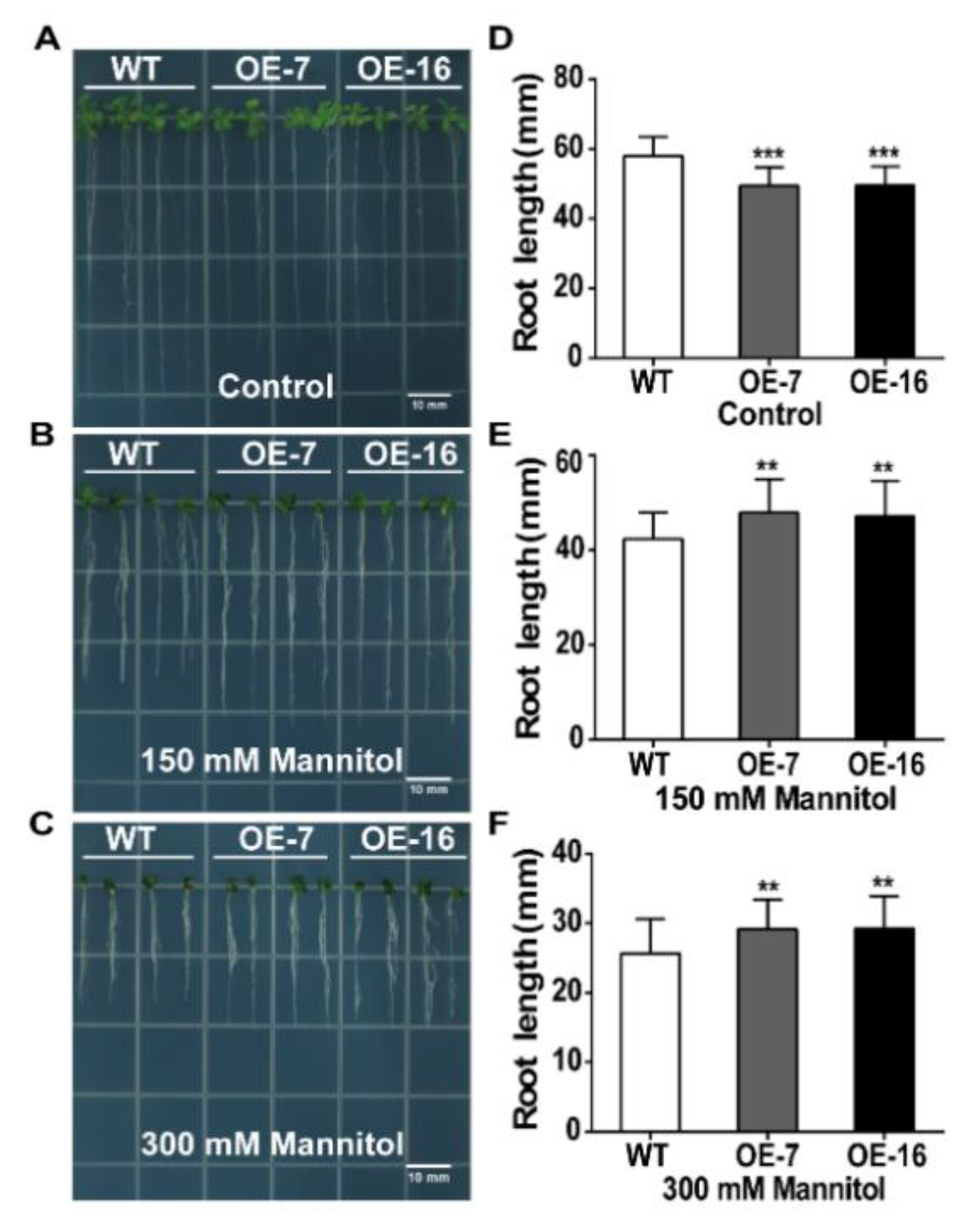 Ijms 21 01321 g007 Ijms 21 01321 g007