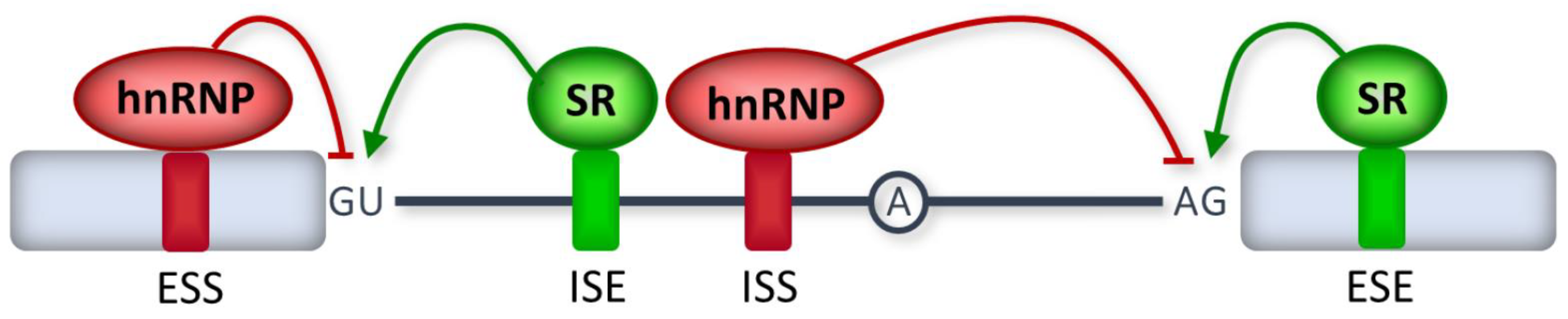 Ijms 21 01329 g003 Ijms 21 01329 g003