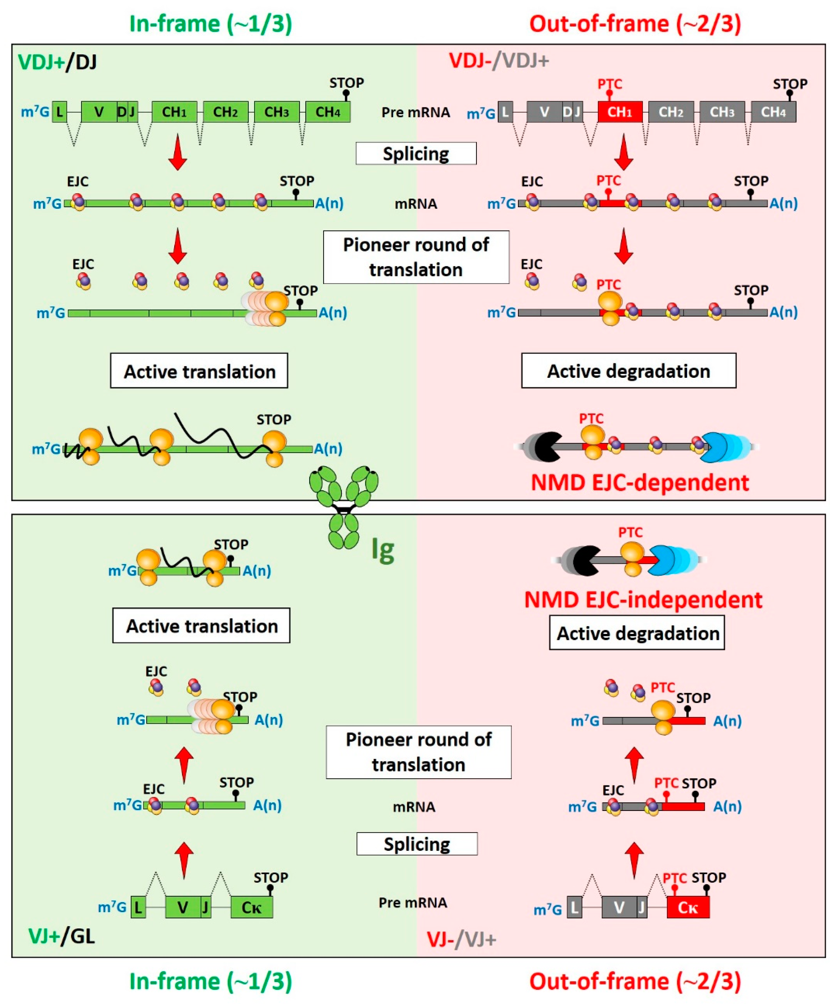 IJMS | Free Full-Text | Mechanisms and Regulation of Nonsense-Mediated mRNA Decay and Nonsense-Associated Altered Splicing in | HTML
