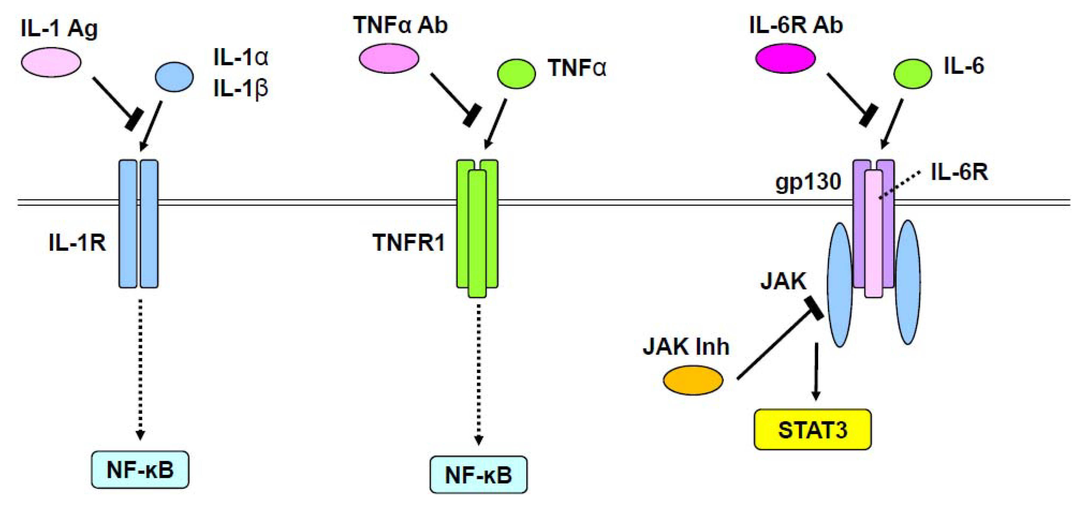 Graag gedaan Necklet vredig IJMS | Free Full-Text | Role of Signal Transduction Pathways and  Transcription Factors in Cartilage and Joint Diseases