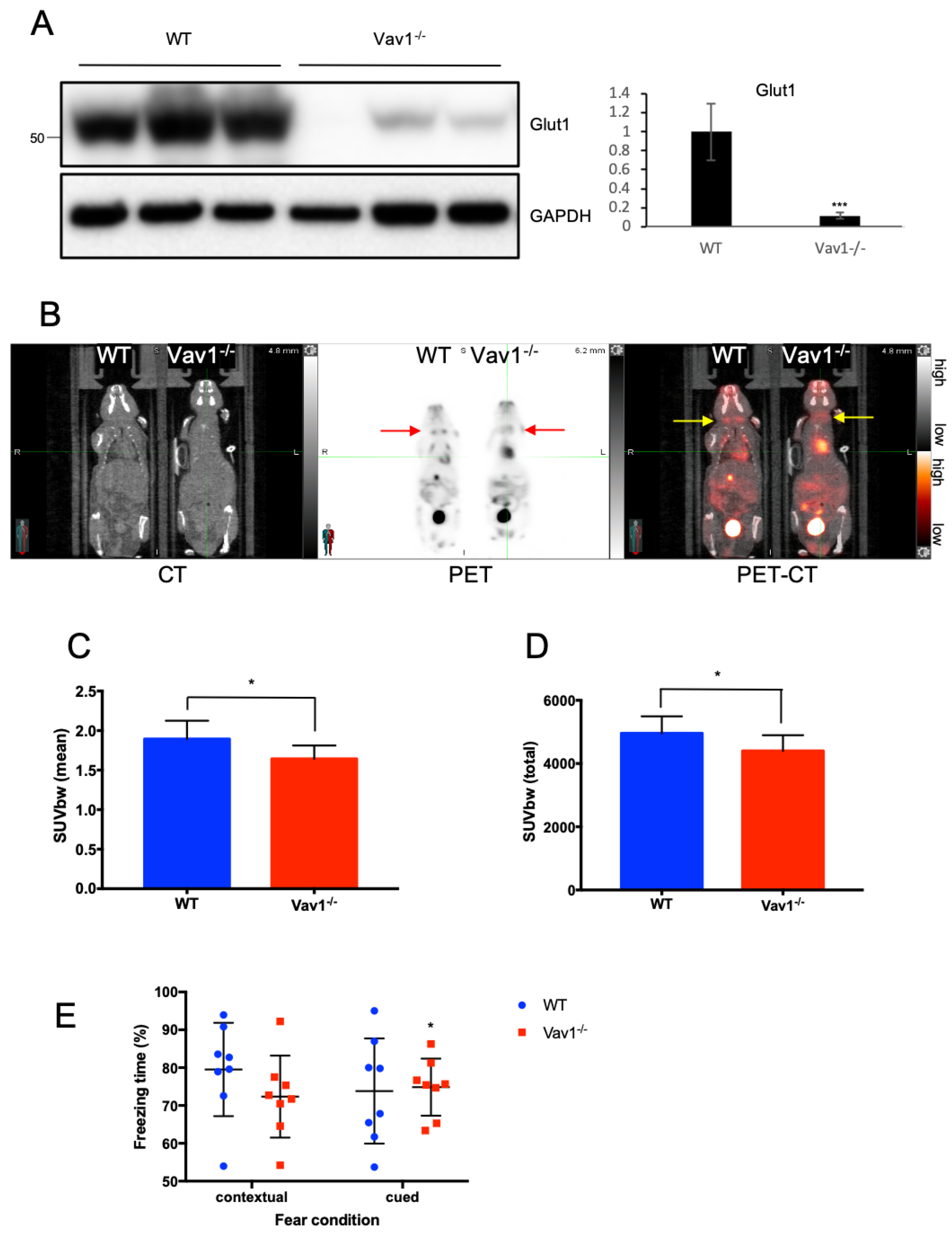 Ijms 21 01341 g004 Ijms 21 01341 g004