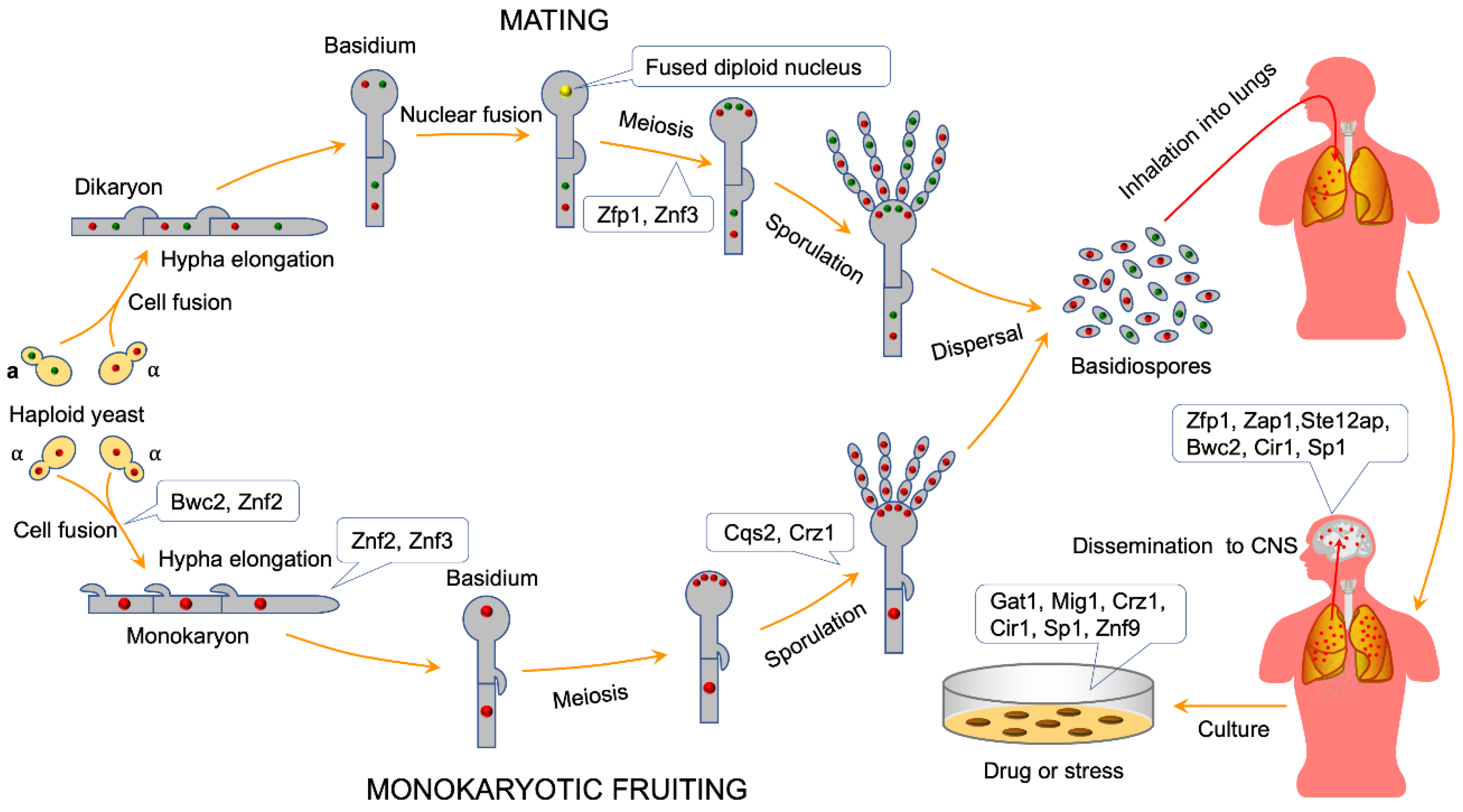 Ijms 21 01361 g001 Ijms 21 01361 g001
