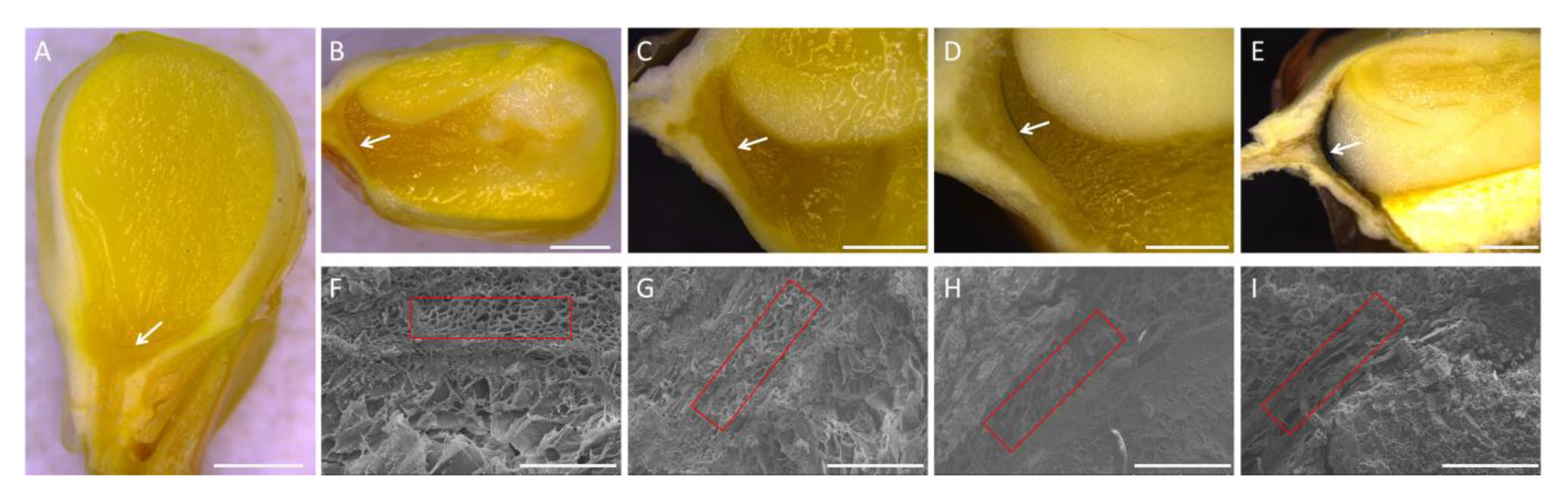 Ijms 21 01369 g001 Ijms 21 01369 g001