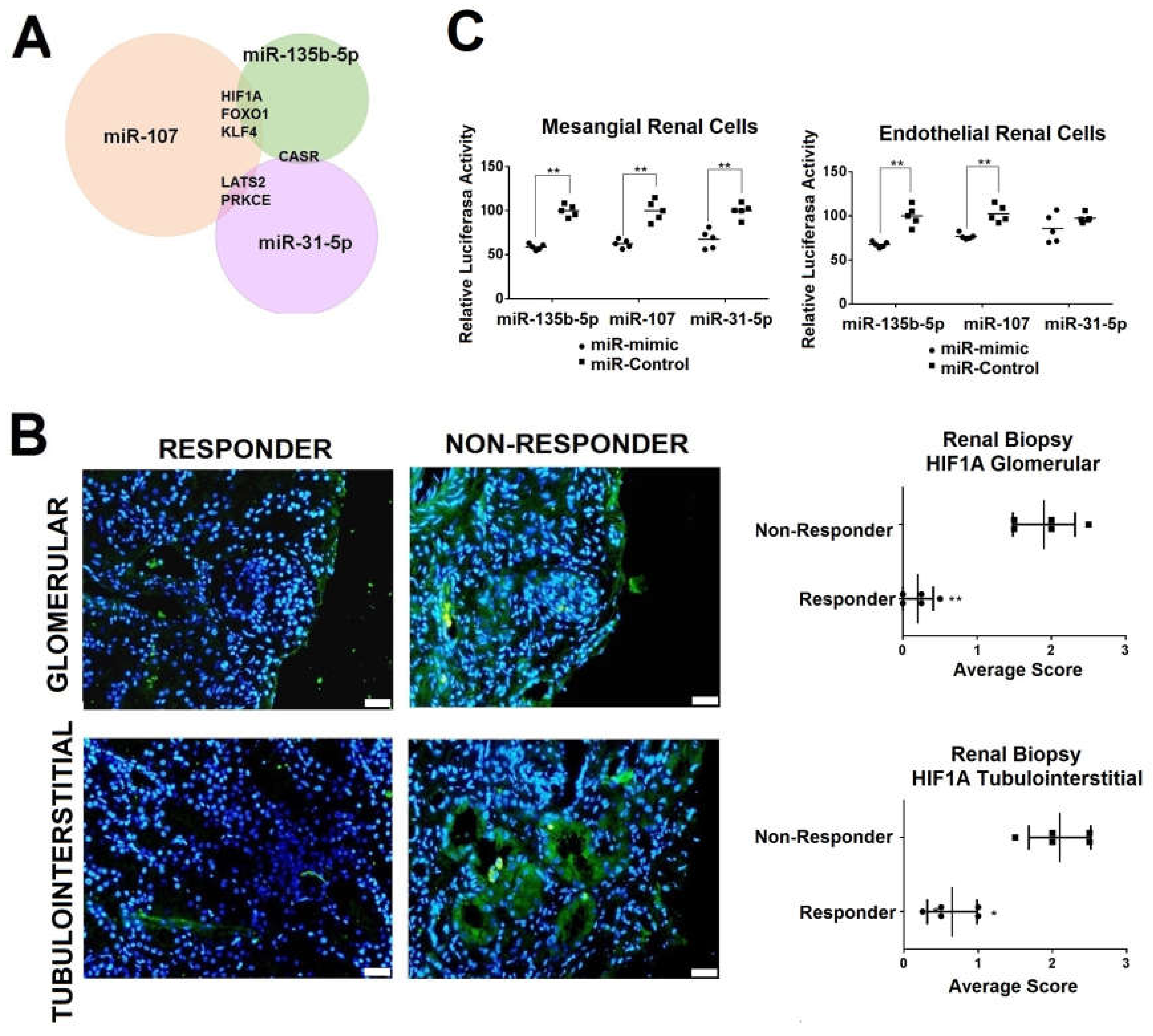 Ijms 21 01372 g005 Ijms 21 01372 g005