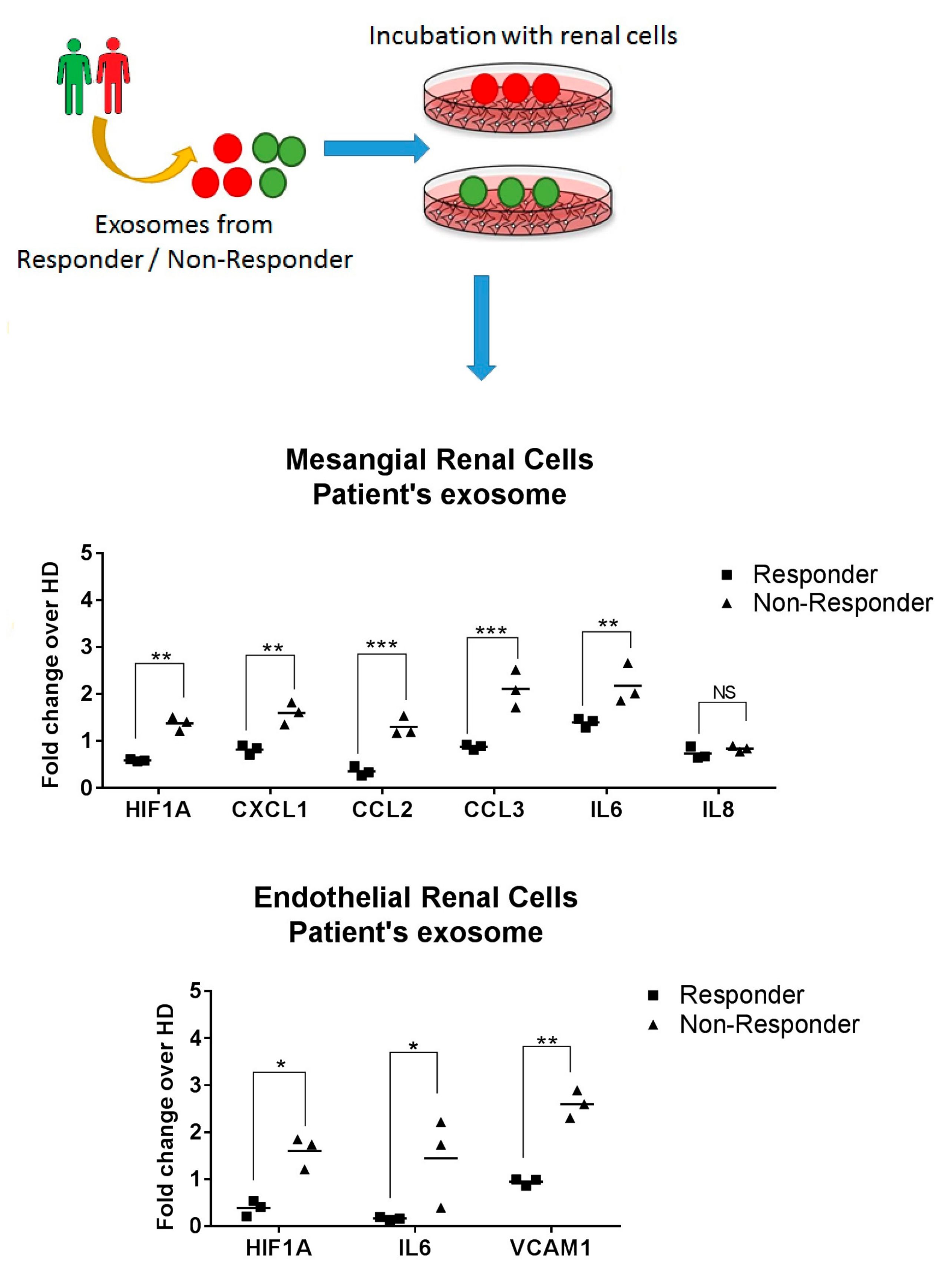 Ijms 21 01372 g007 Ijms 21 01372 g007