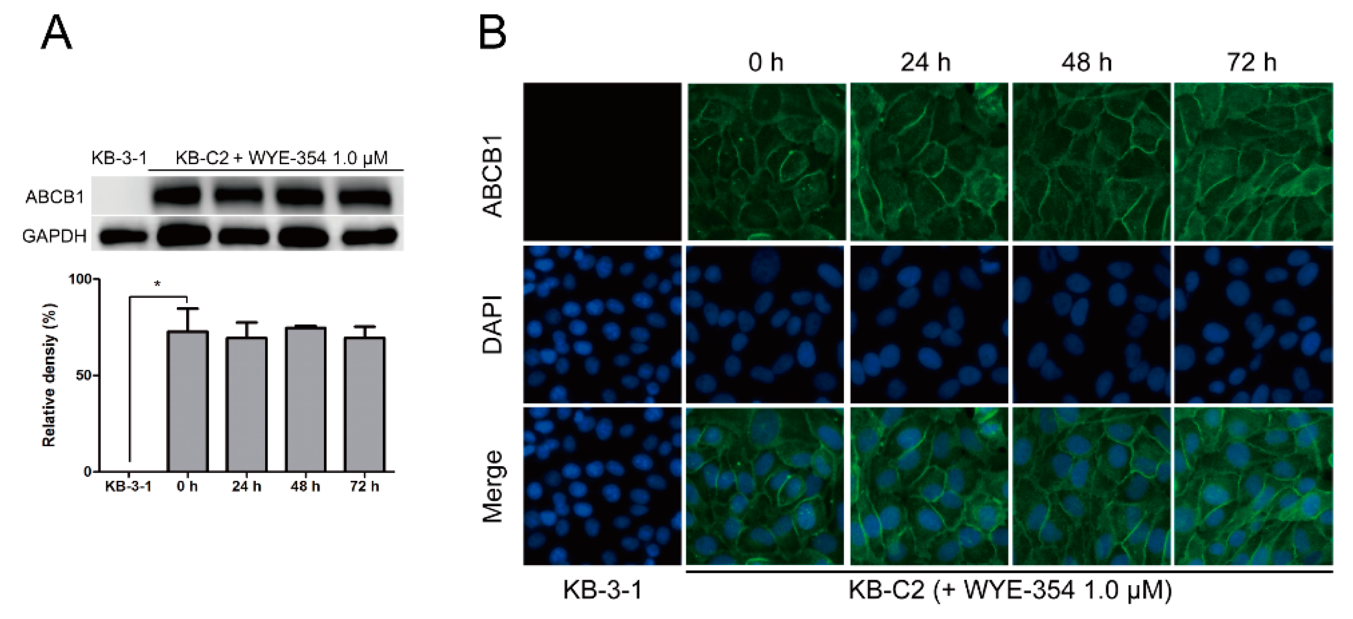 Ijms 21 01387 g006 Ijms 21 01387 g006
