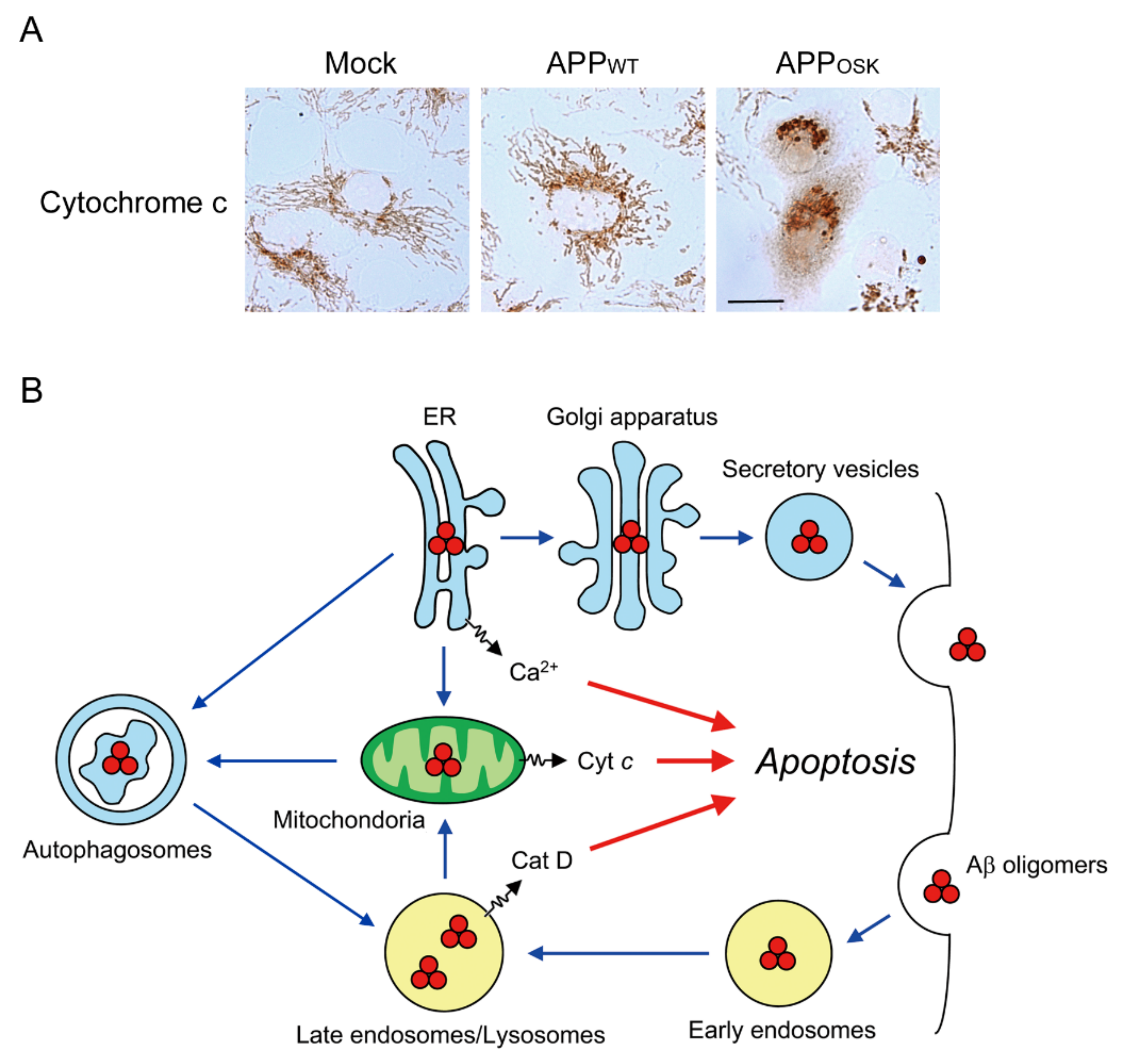 Ijms 21 01413 g004 Ijms 21 01413 g004