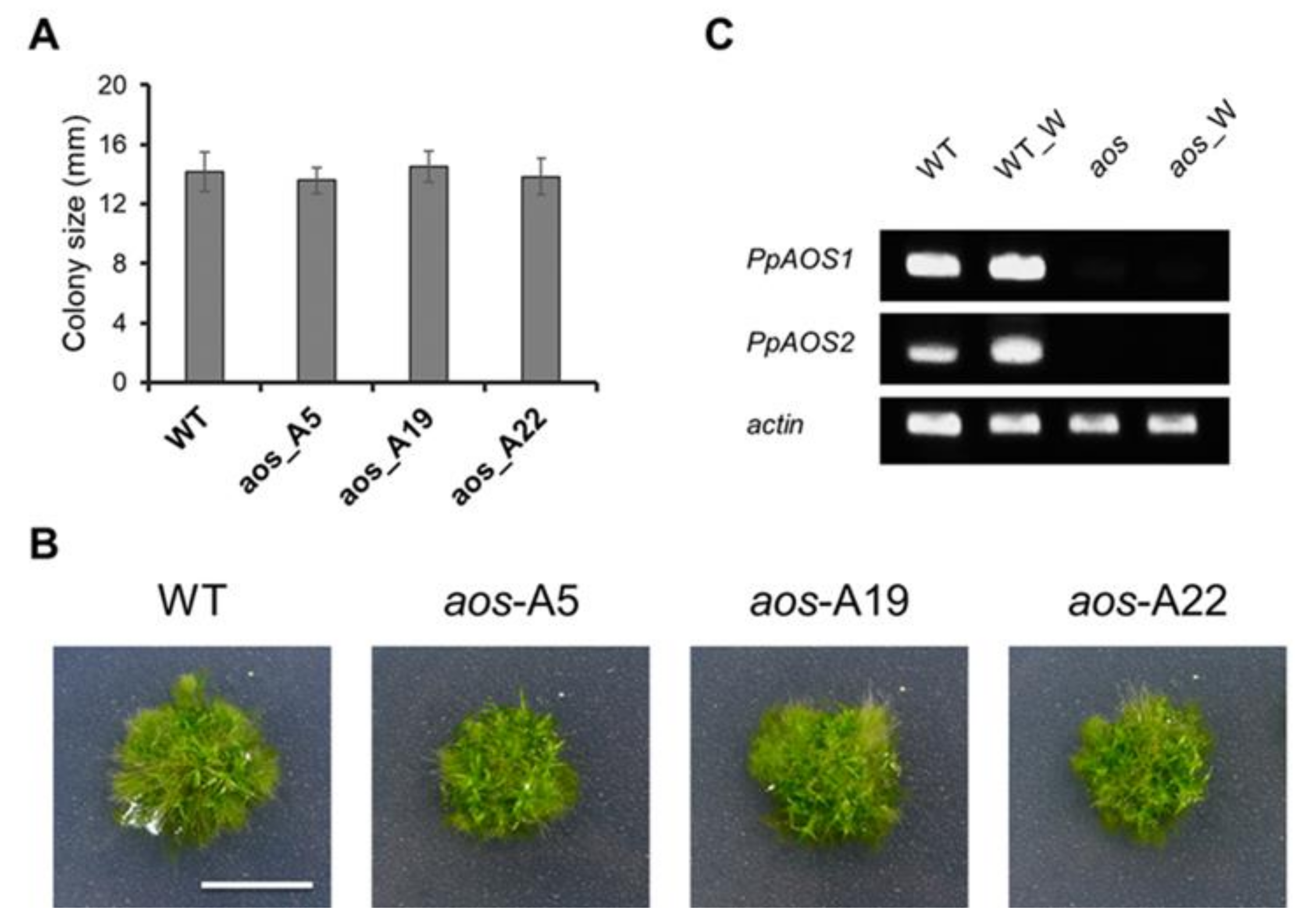 Ijms 21 01417 g002 550