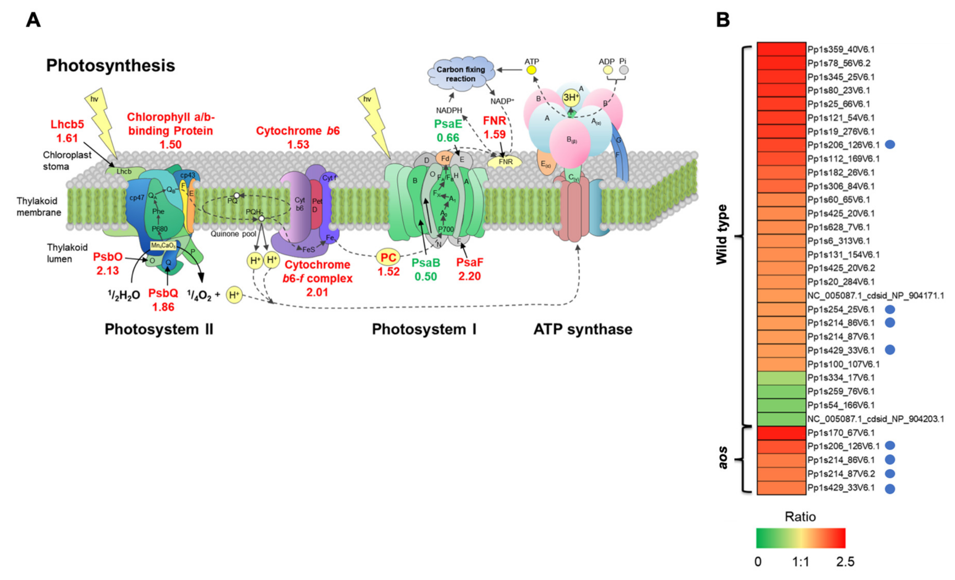 Ijms 21 01417 g006 550