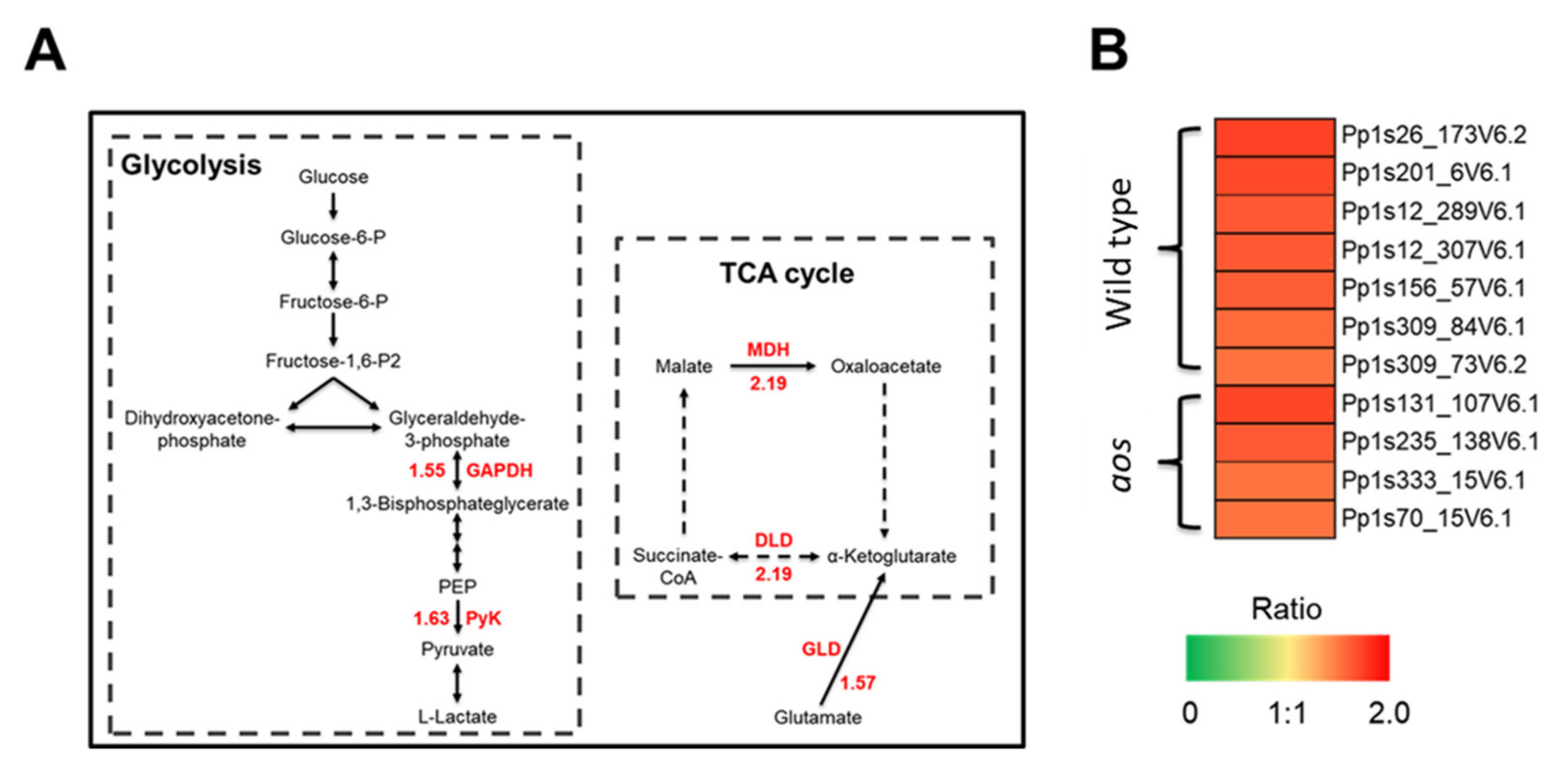 Ijms 21 01417 g007 550