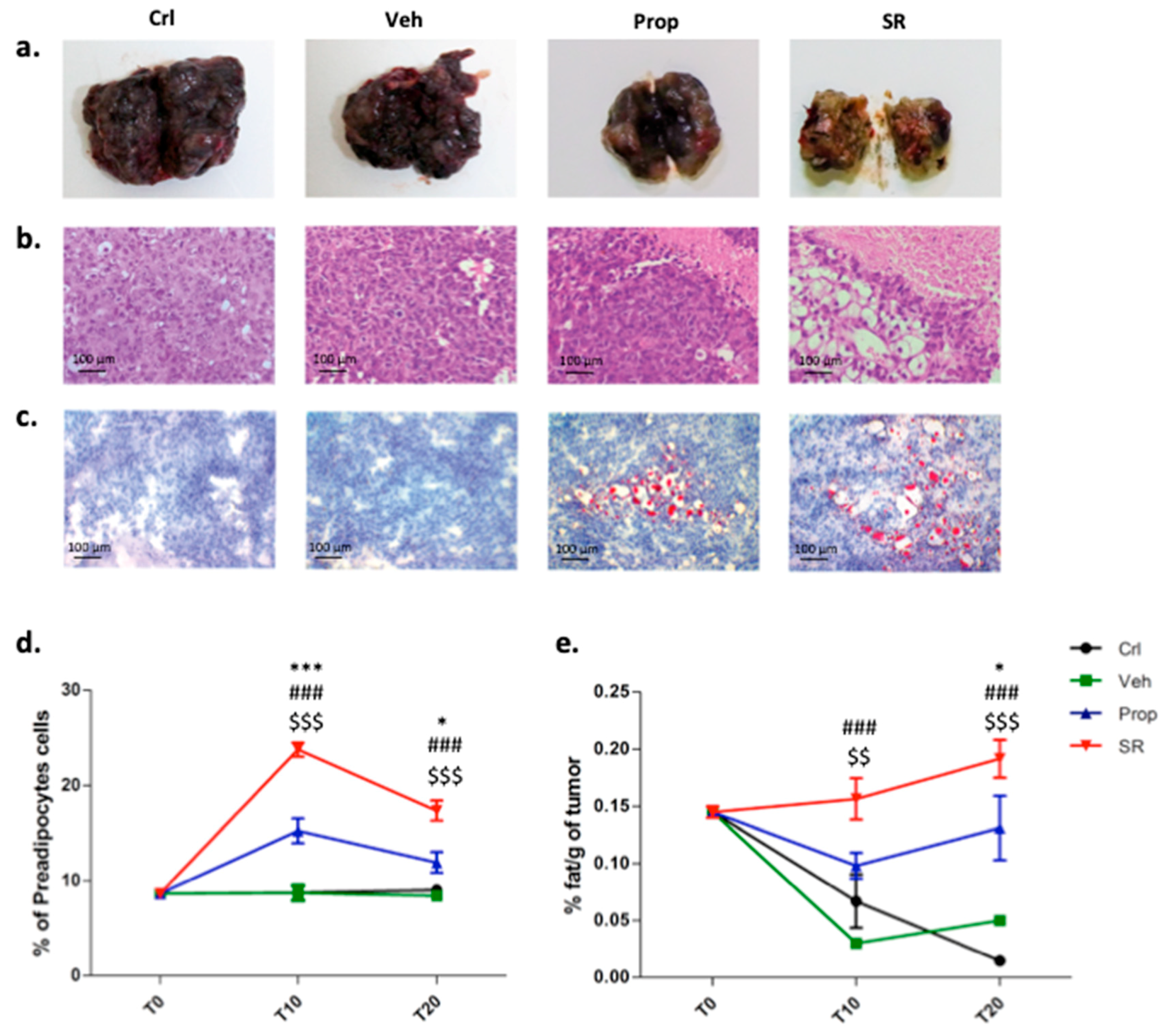Ijms 21 01420 g004 Ijms 21 01420 g004