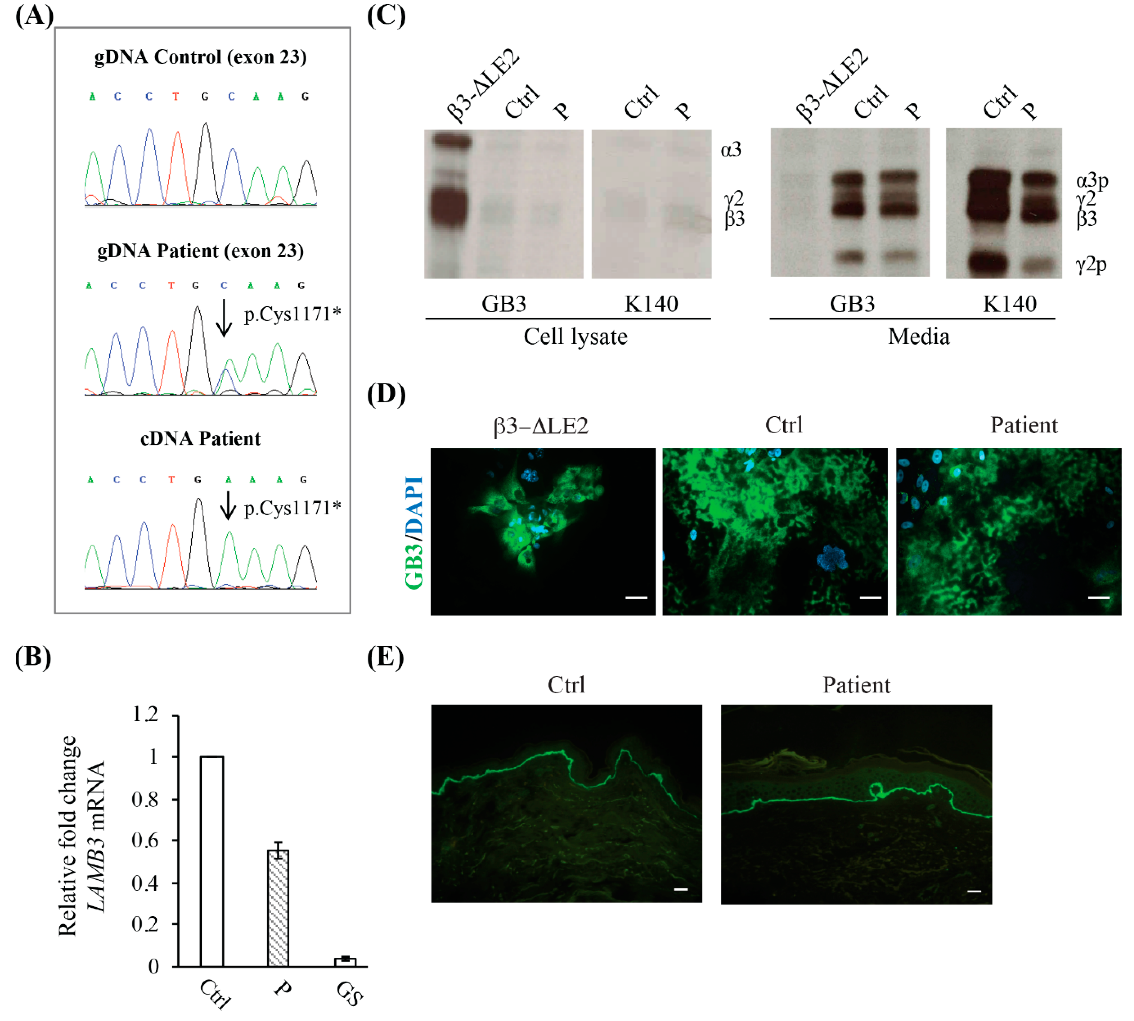 Ijms 21 01426 g002 Ijms 21 01426 g002
