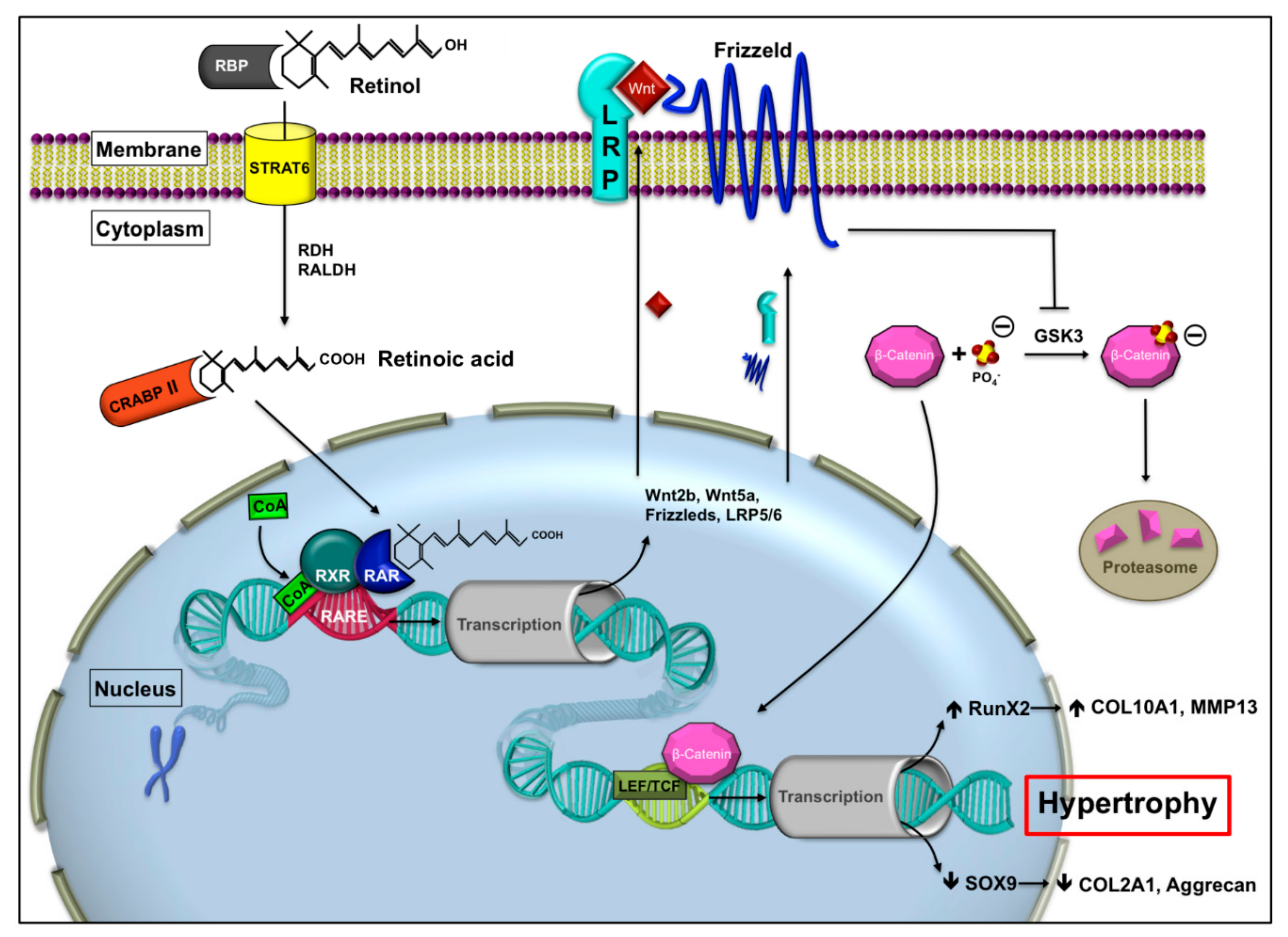 Ijms 21 01444 g001 Ijms 21 01444 g001