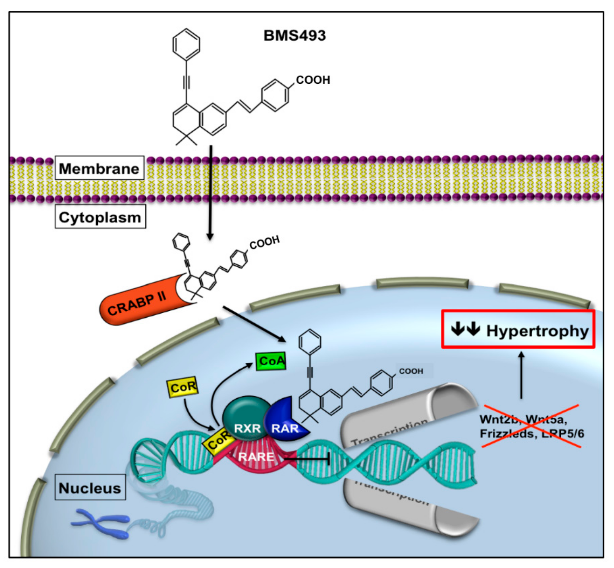 Ijms 21 01444 g002 Ijms 21 01444 g002