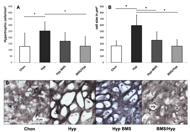 Ijms 21 01444 g004 Ijms 21 01444 g004