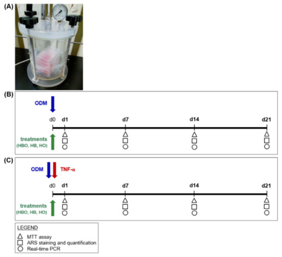 Hyperbaric Oxygen Therapy Improves the Osteogenic and