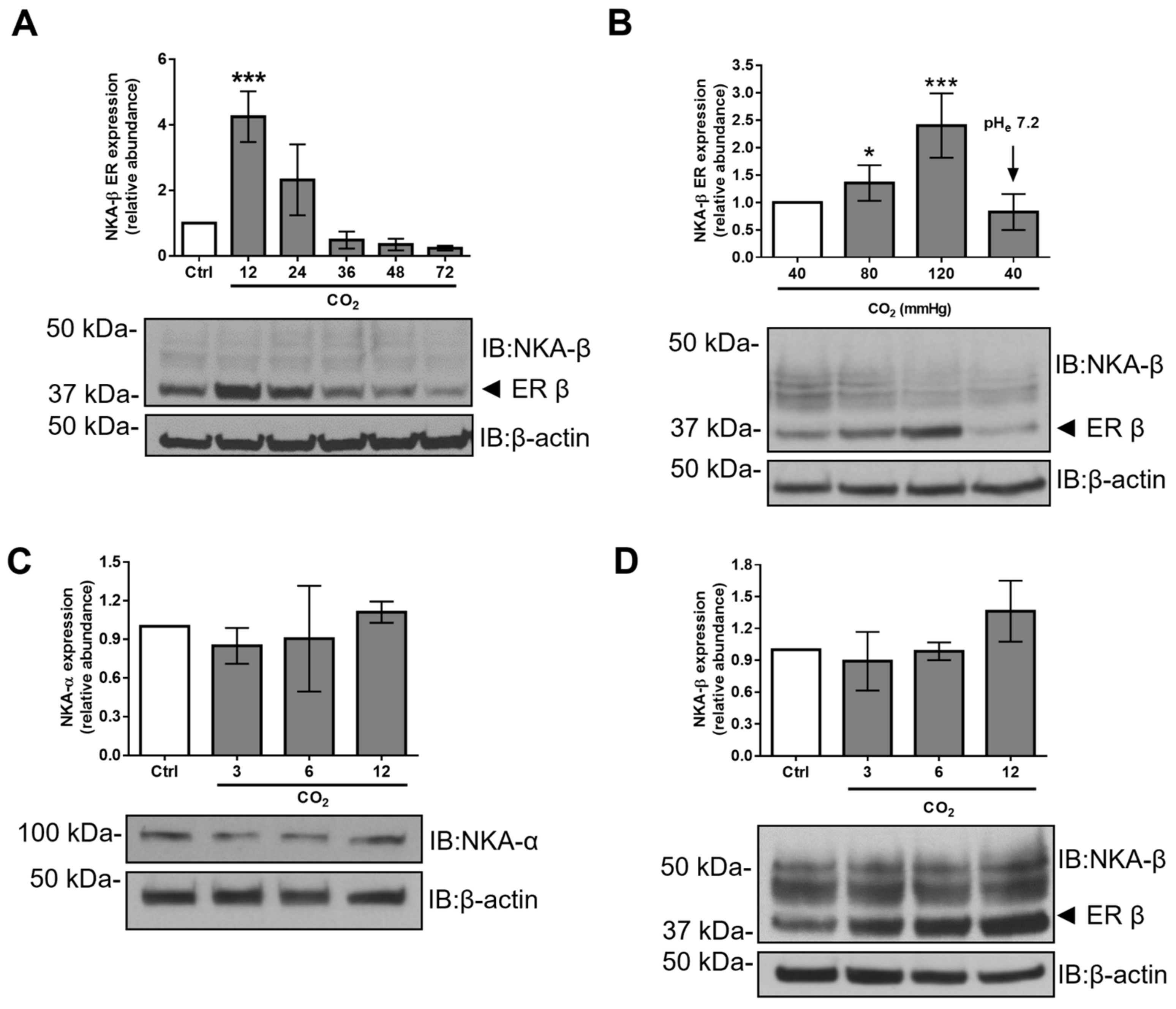Ijms Free Full Text Hypercapnia Impairs Na K Atpase Function By Inducing Endoplasmic Reticulum Retention Of The B Subunit Of The Enzyme In Alveolar Epithelial Cells