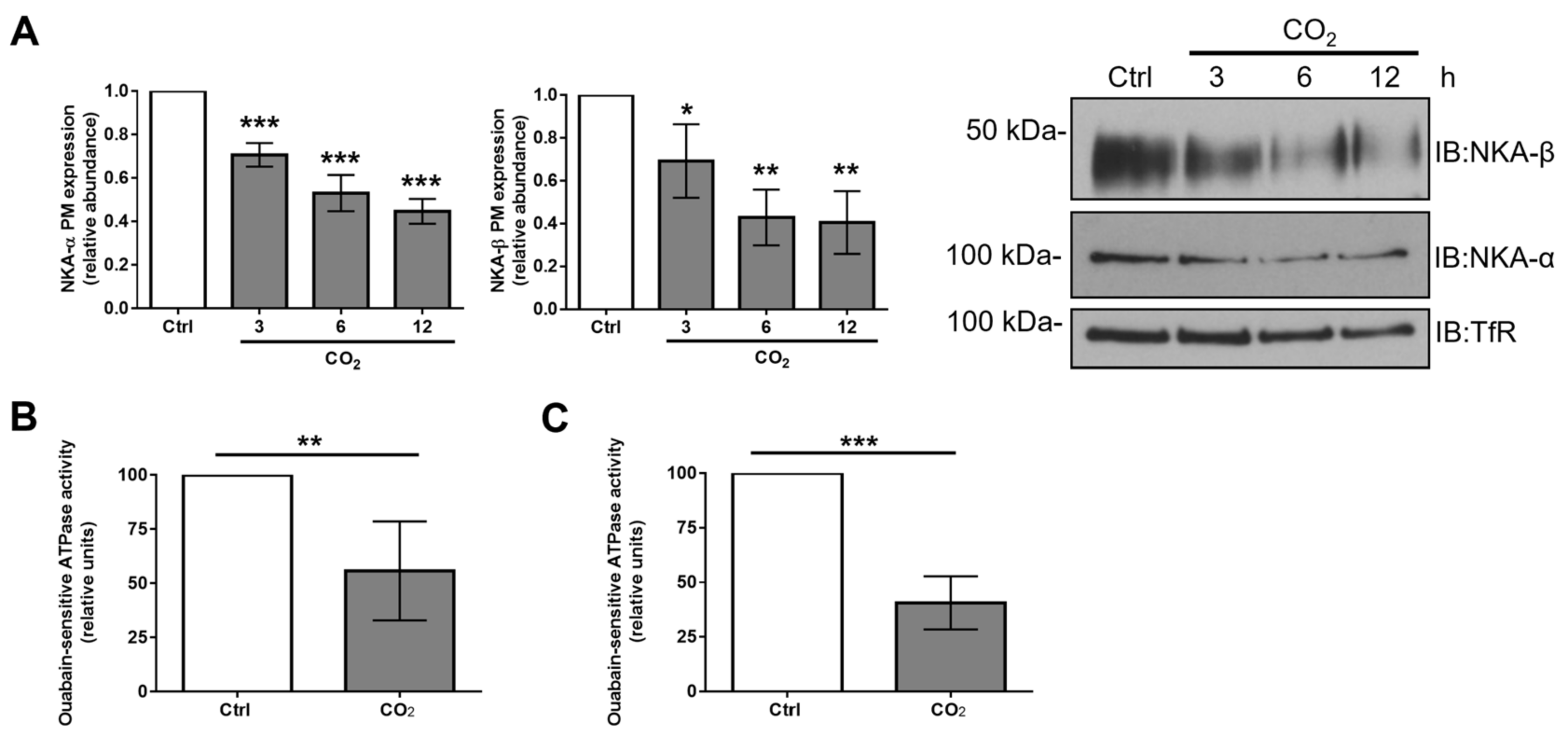 Ijms 21 01467 g002 Ijms 21 01467 g002