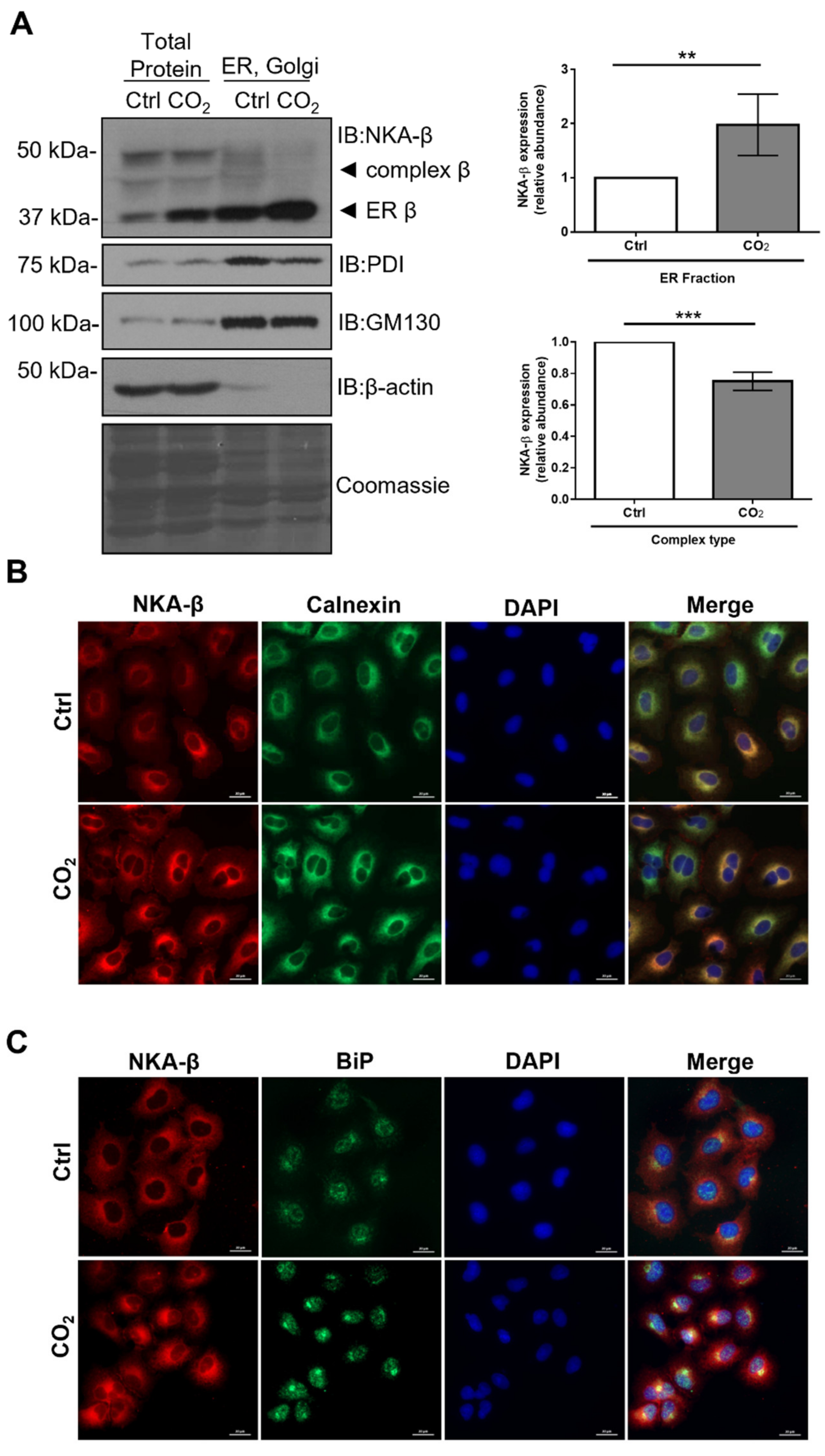 Ijms 21 01467 g003 Ijms 21 01467 g003