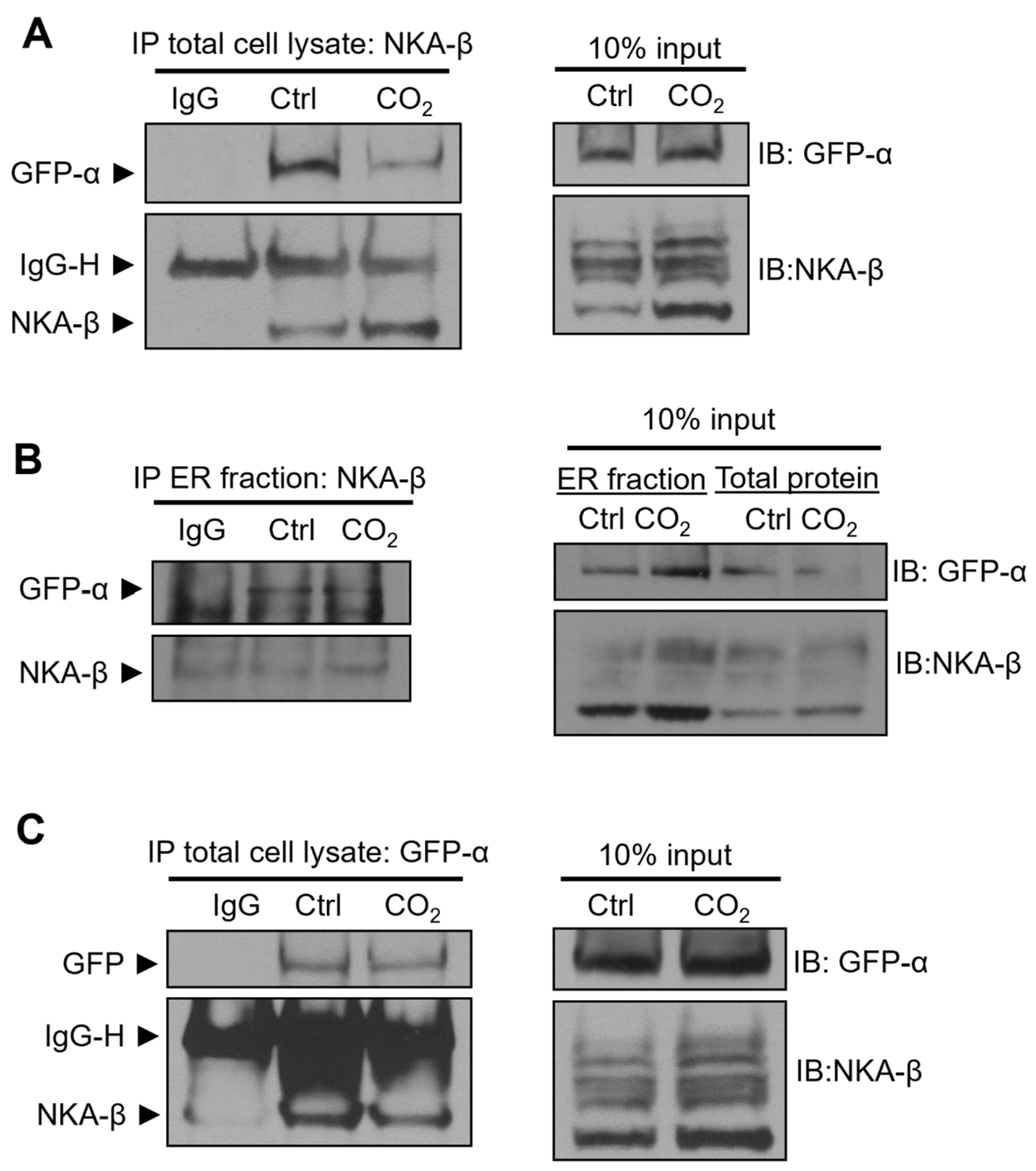Ijms 21 01467 g004 Ijms 21 01467 g004