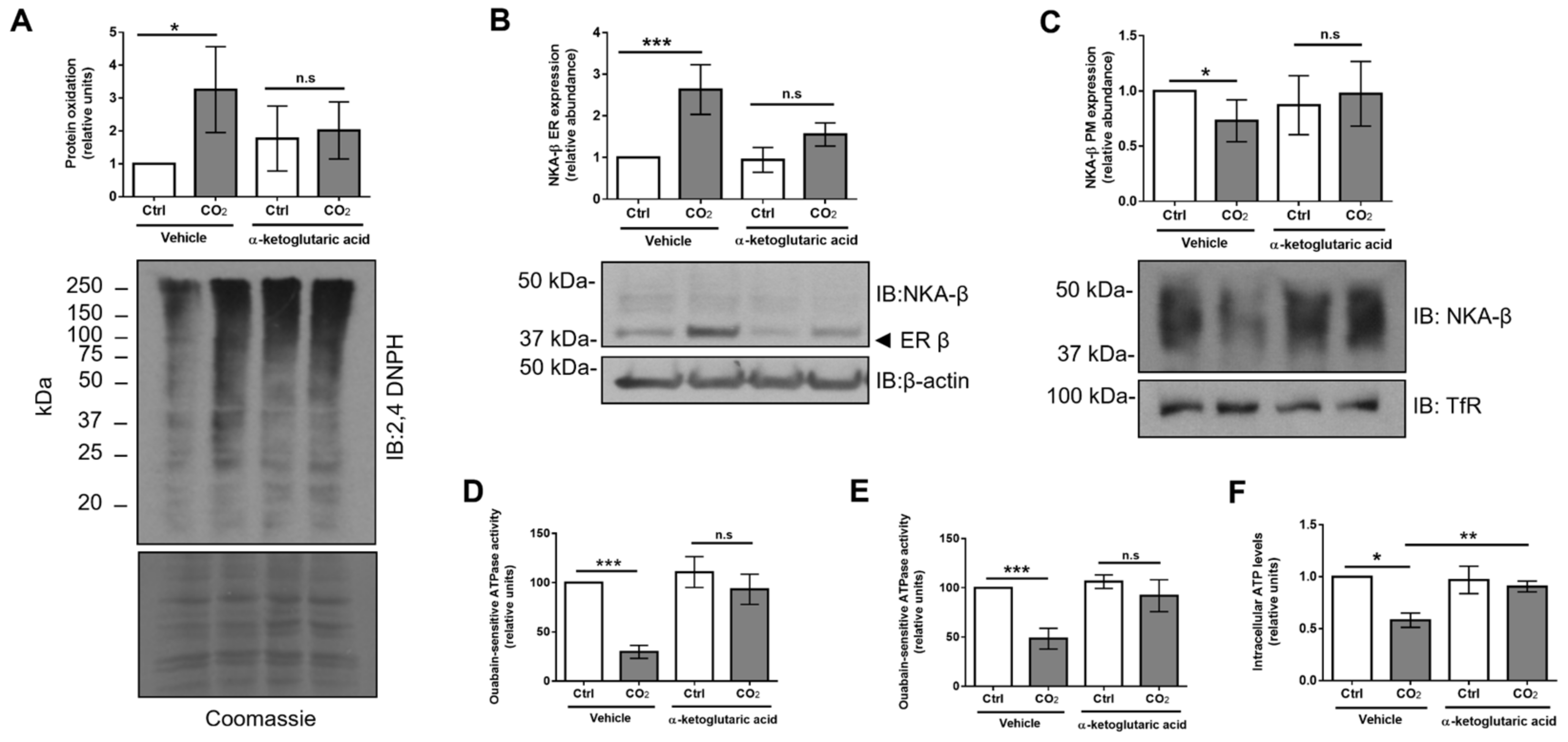 Ijms 21 01467 g007 Ijms 21 01467 g007