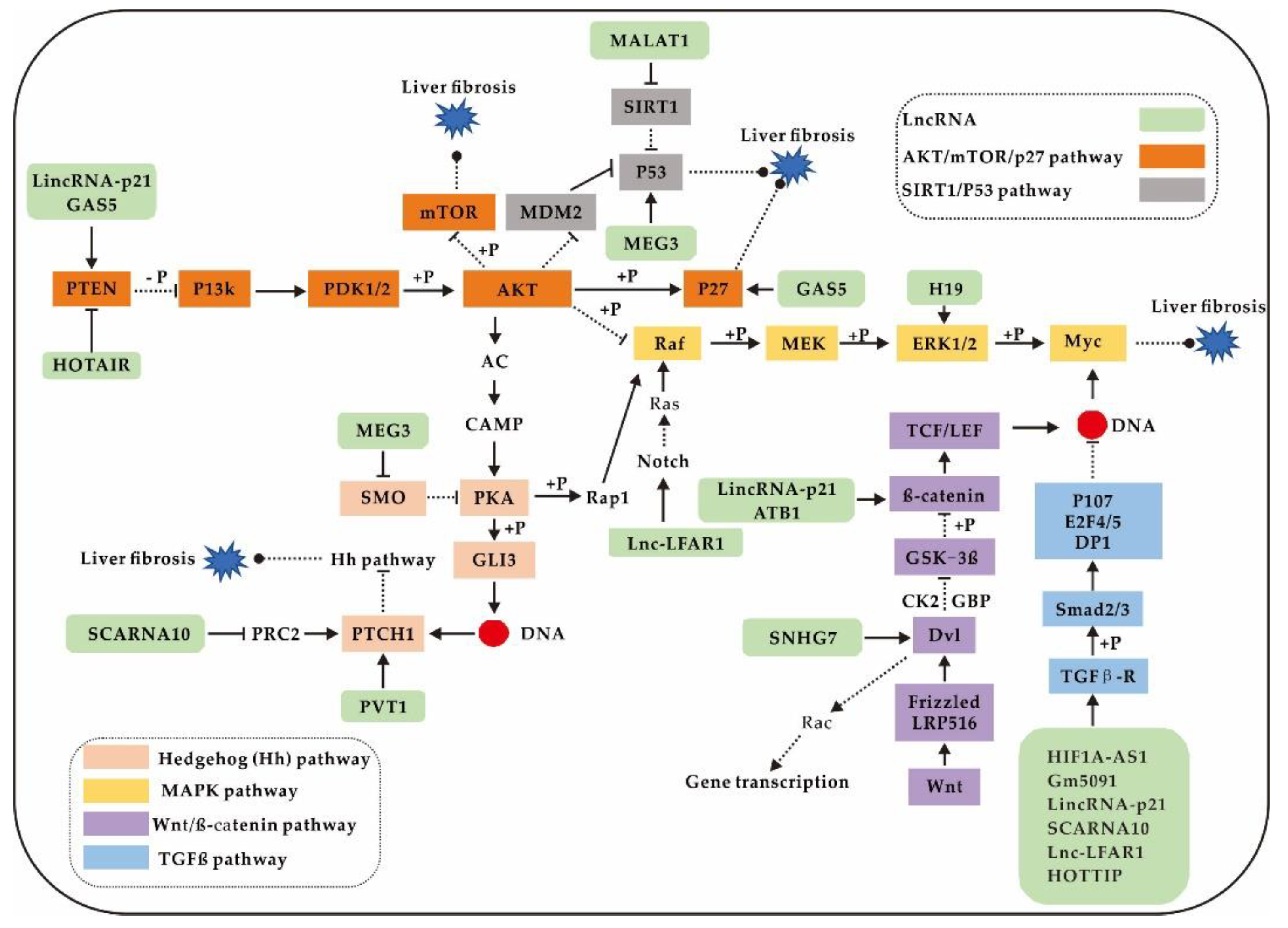 Ijms 21 01482 g003 Ijms 21 01482 g003