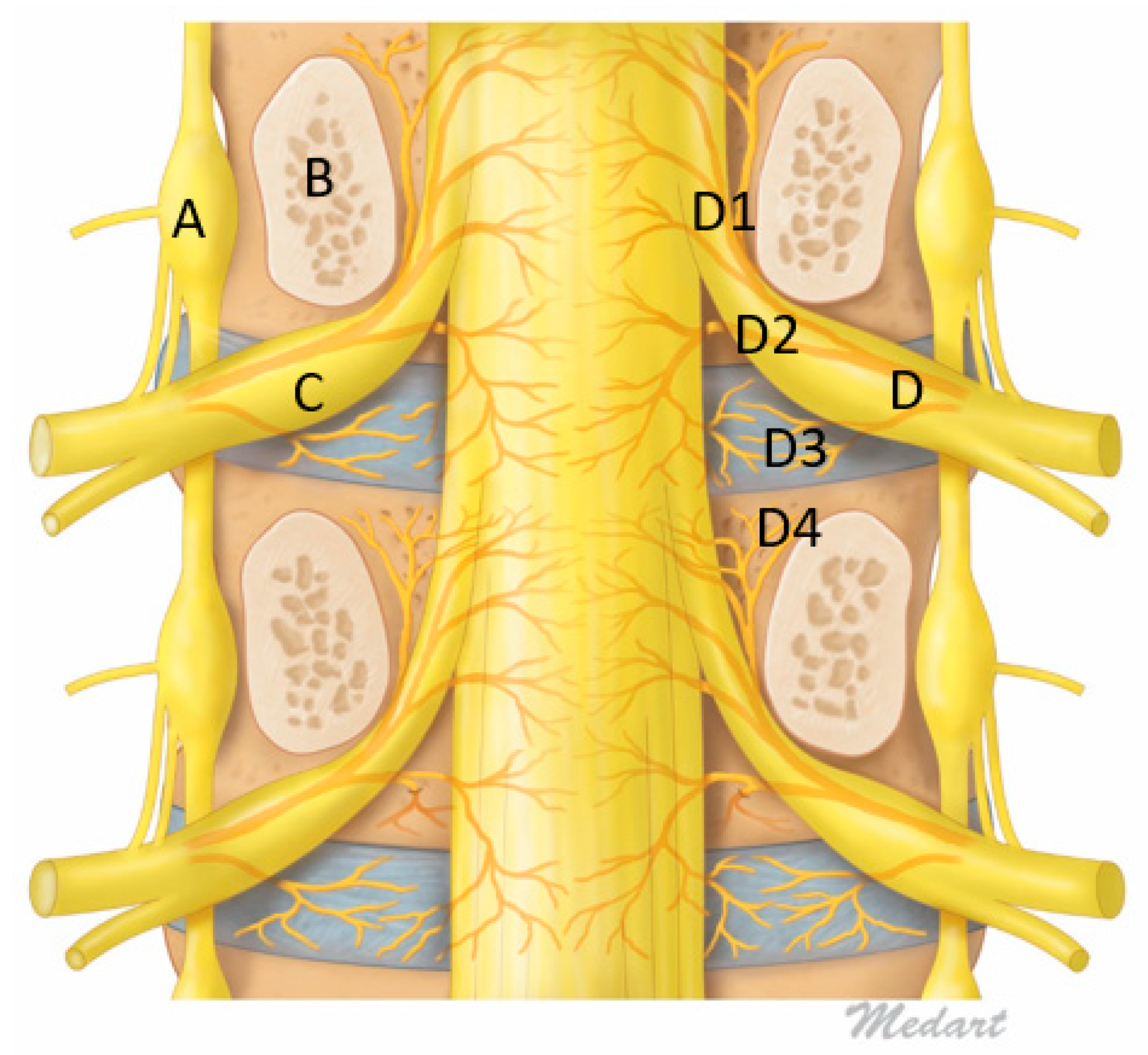 Lumbar Vertebrae Anatomy