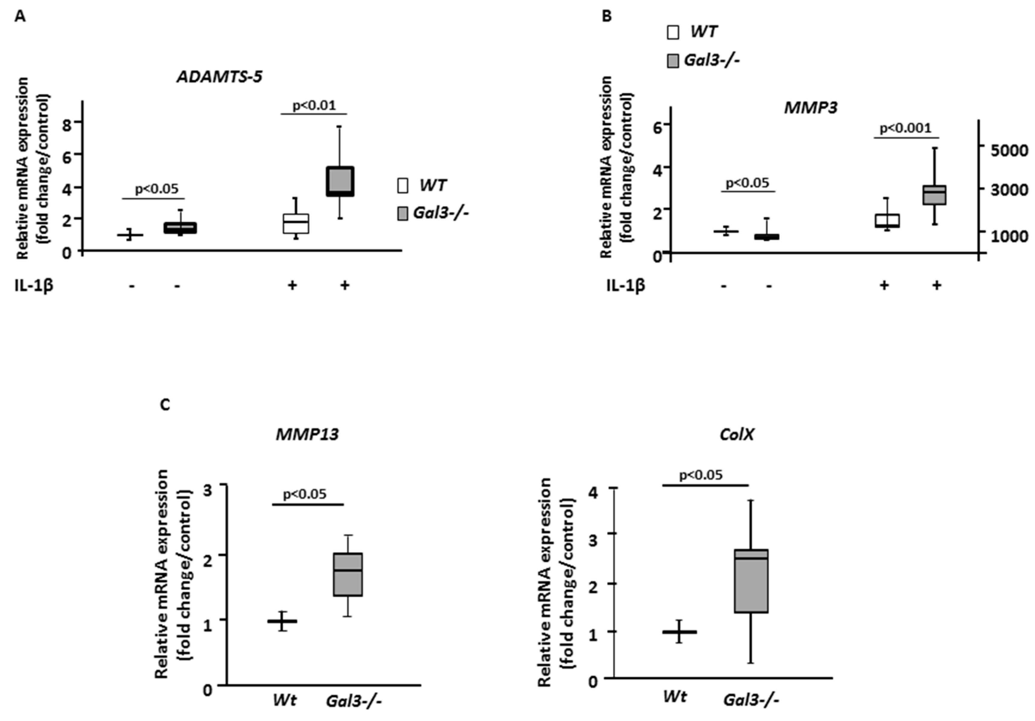 Ijms Free Full Text Galectin 3 Deficiency Alters Chondrocyte
