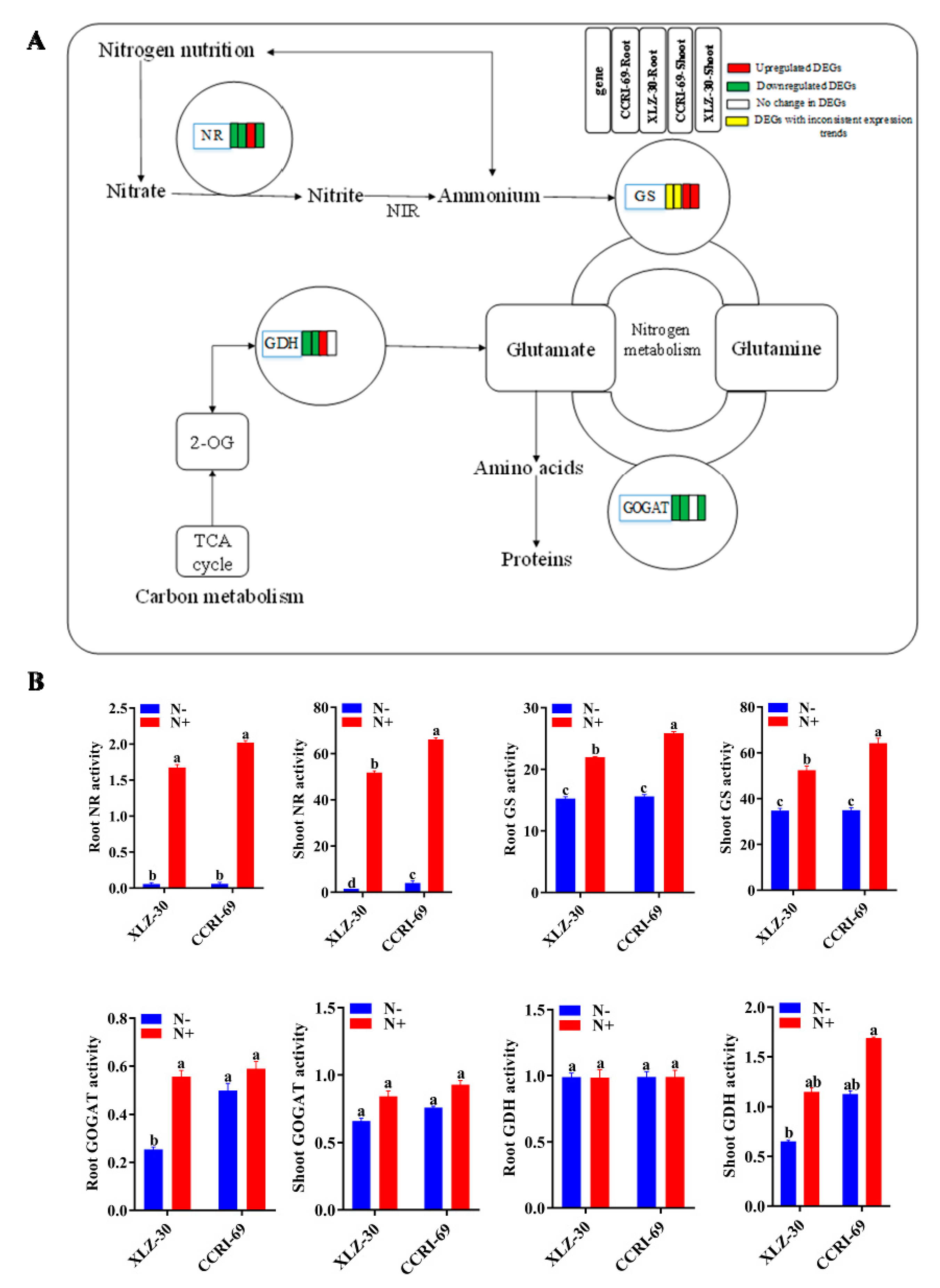 Ijms 21 01500 g007 Ijms 21 01500 g007