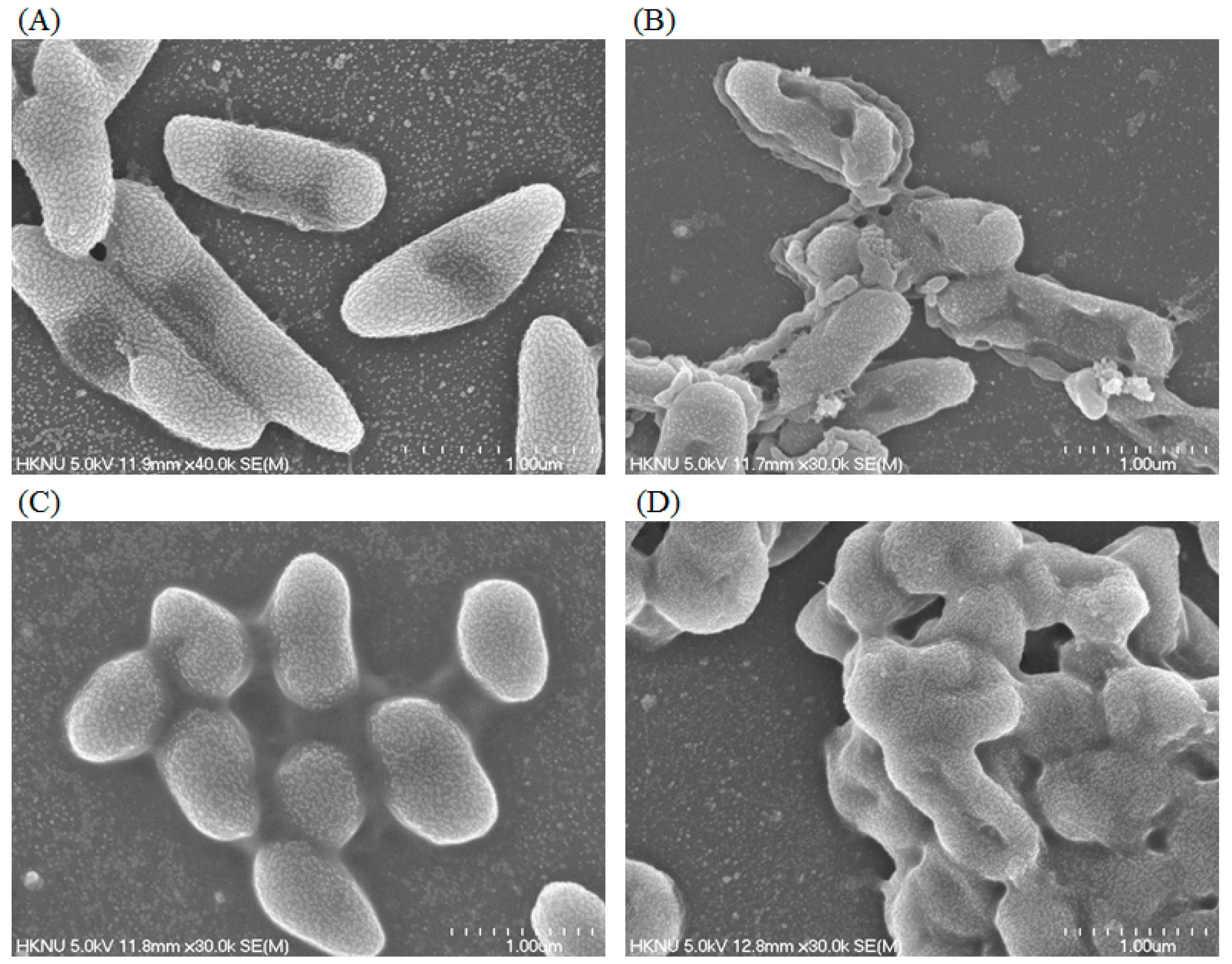 Ijms 21 01510 g011 Ijms 21 01510 g011