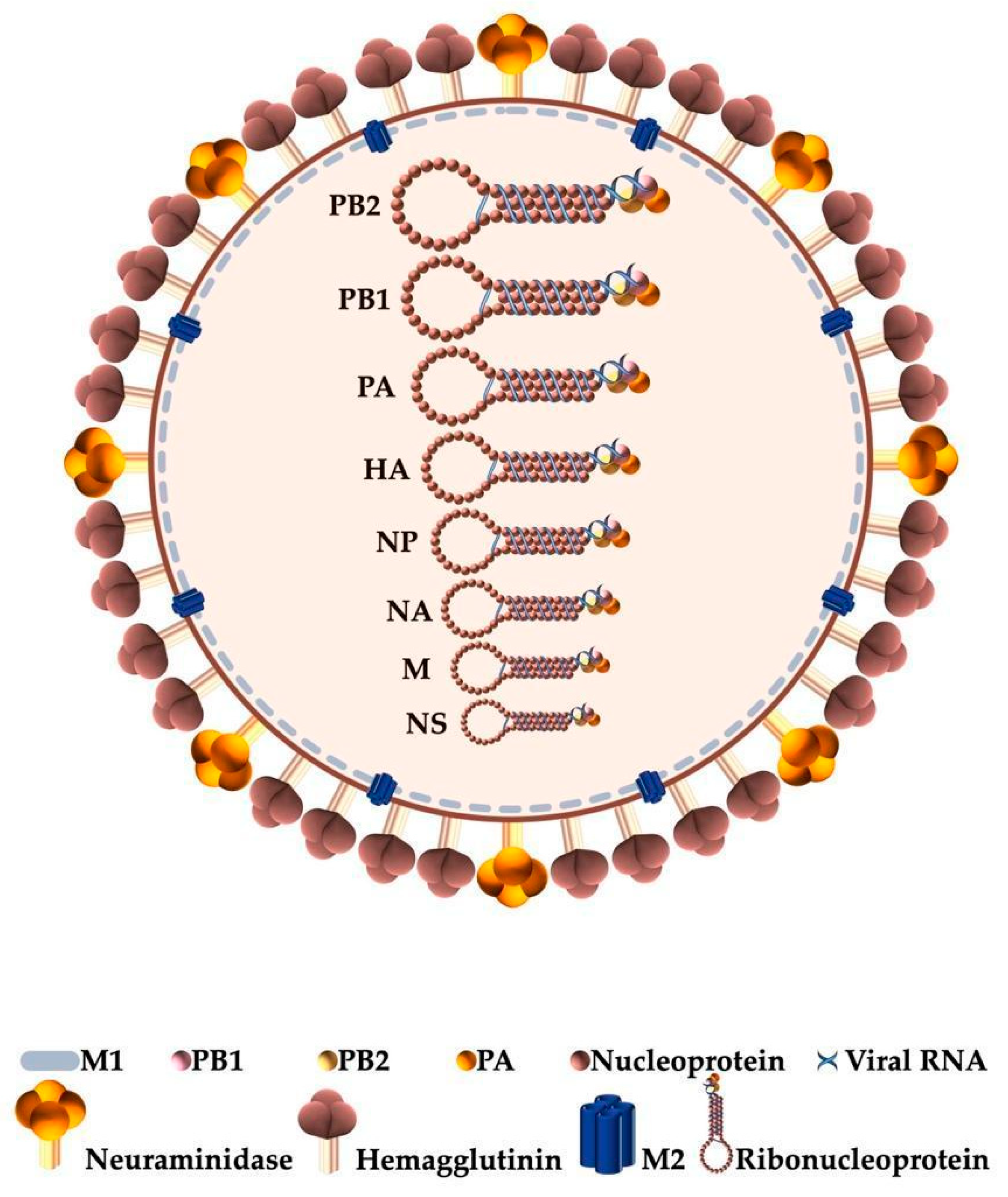 Ijms Free Full Text The Central Role Of Non Structural Protein 1 Ns1 In Influenza Biology And Infection Html