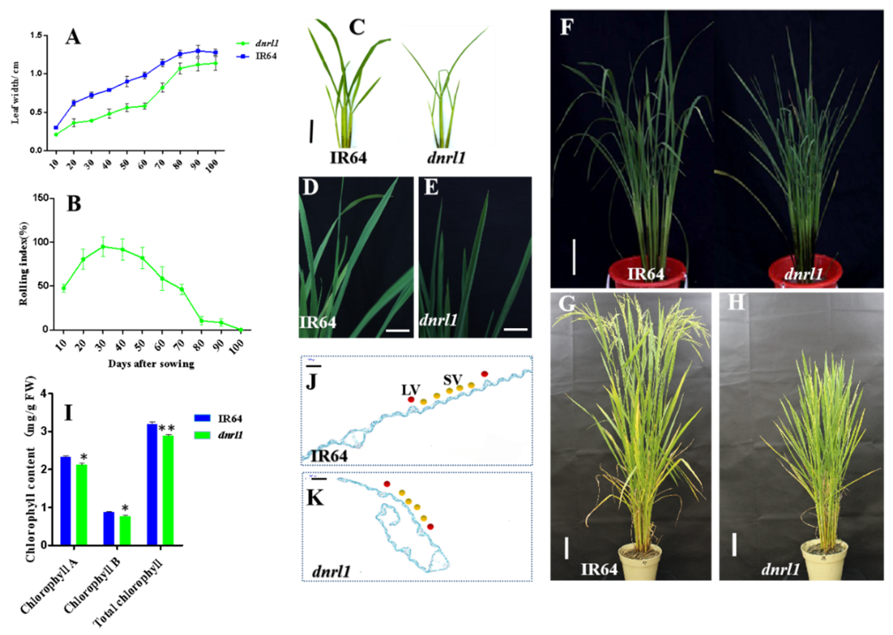 Ijms 21 01521 g001 Ijms 21 01521 g001
