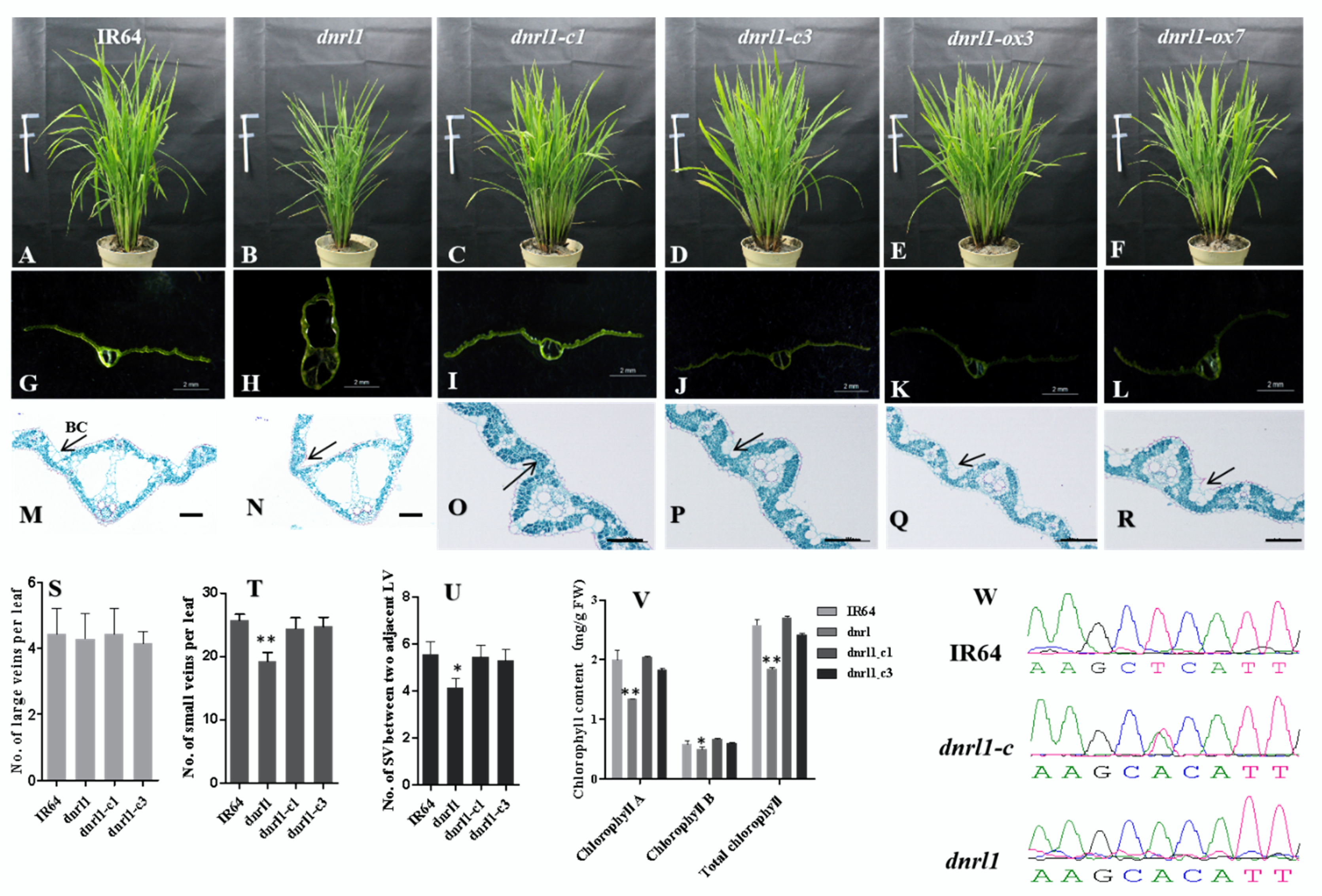 Ijms 21 01521 g003 Ijms 21 01521 g003