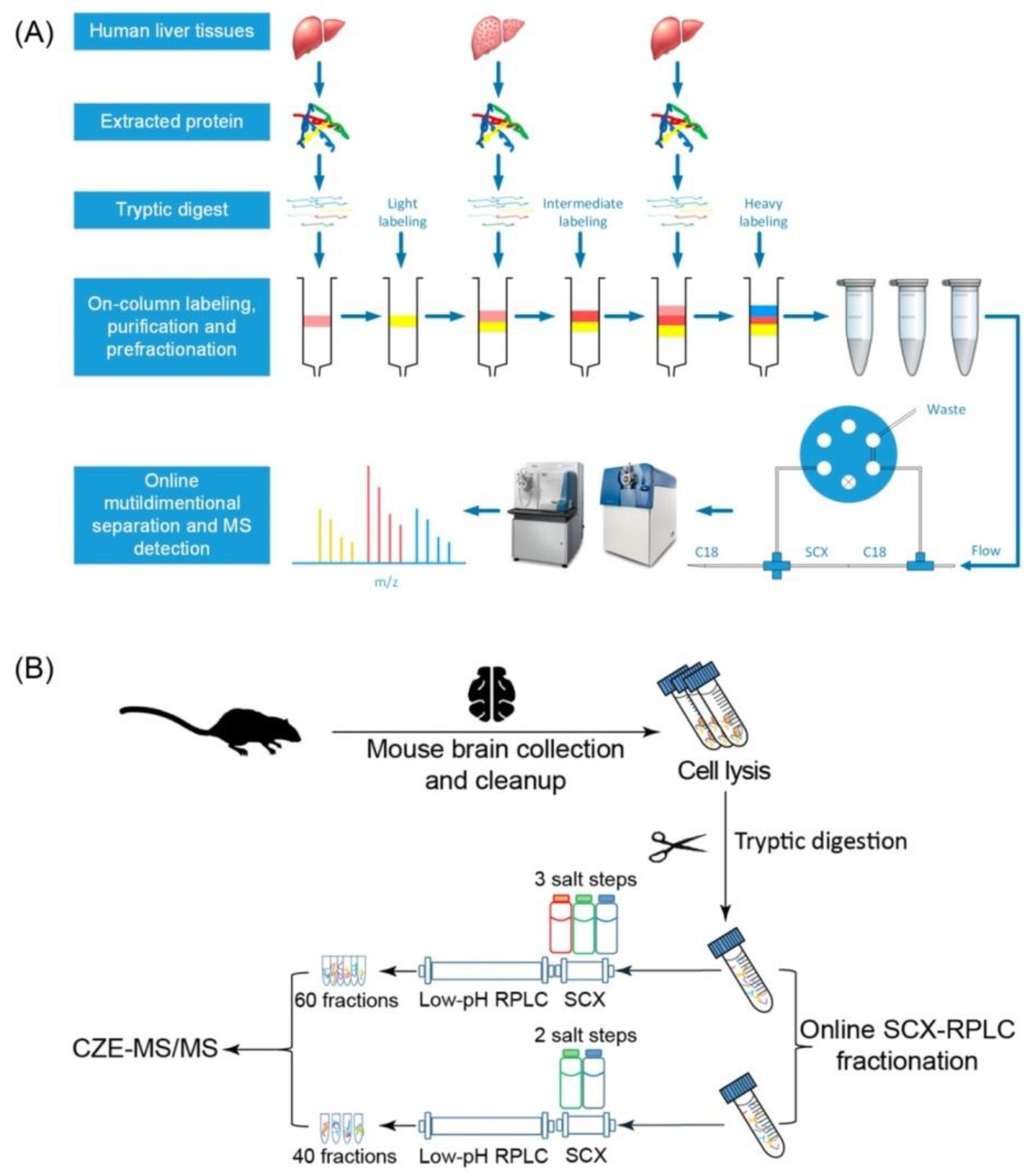 Multidimensional LC Separations in Shotgun Proteomics