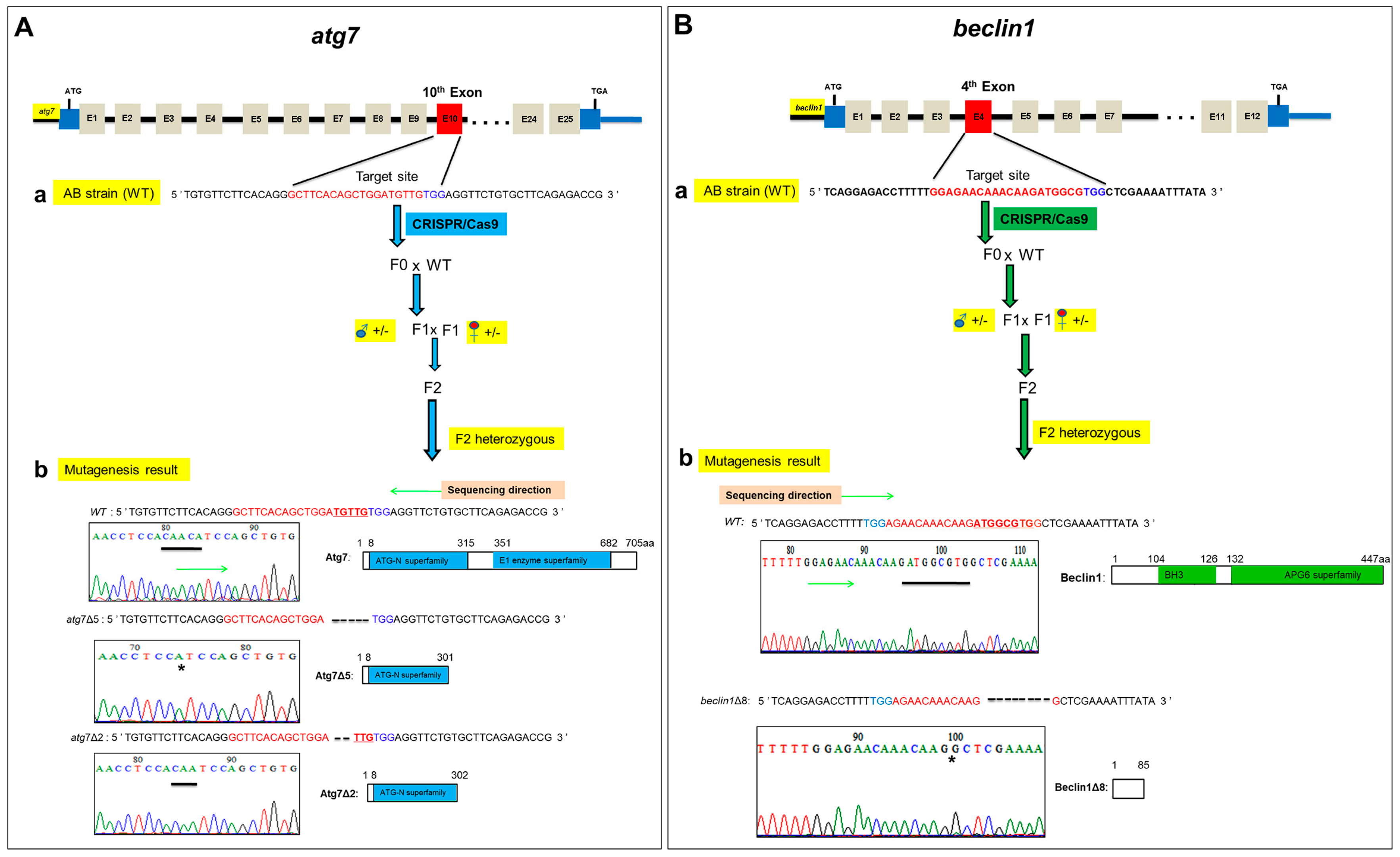 Ijms 21 01533 g001 Ijms 21 01533 g001