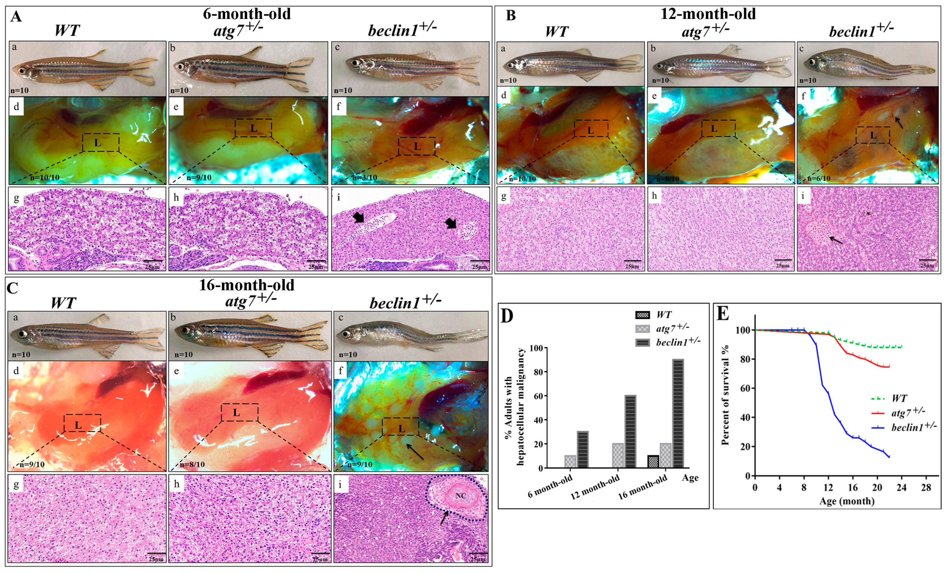 Ijms 21 01533 g002 Ijms 21 01533 g002