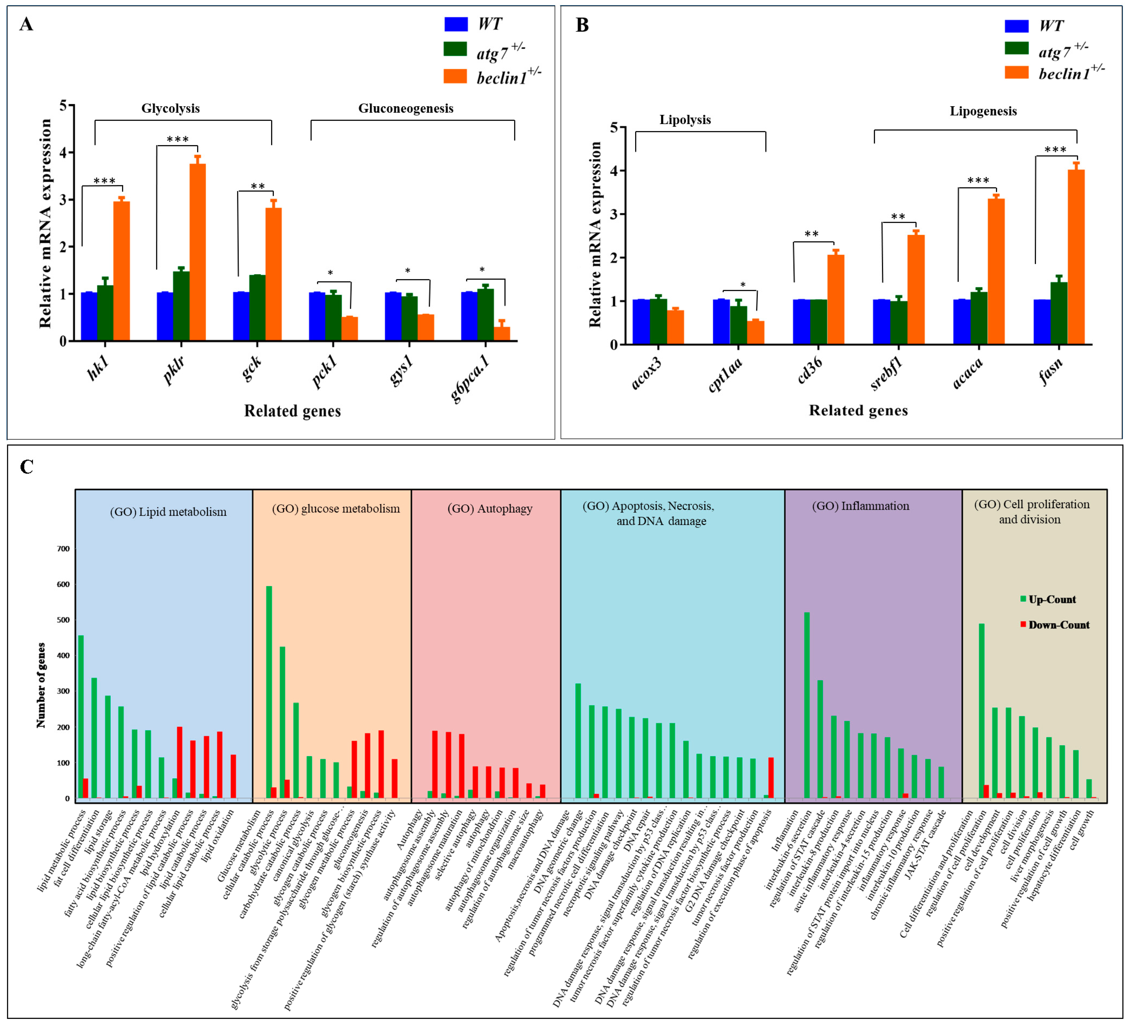 Ijms 21 01533 g004 Ijms 21 01533 g004
