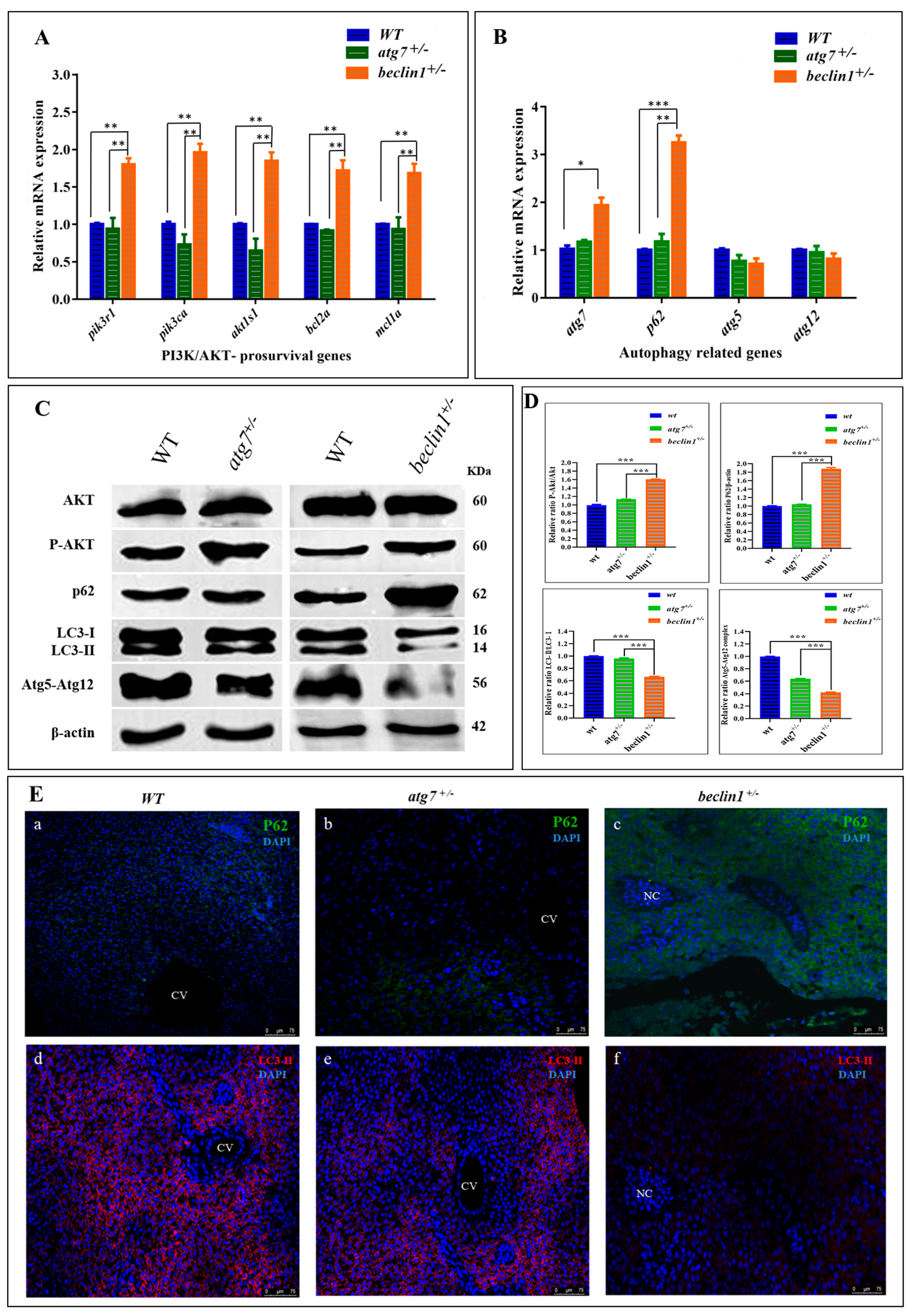 Ijms 21 01533 g005 Ijms 21 01533 g005
