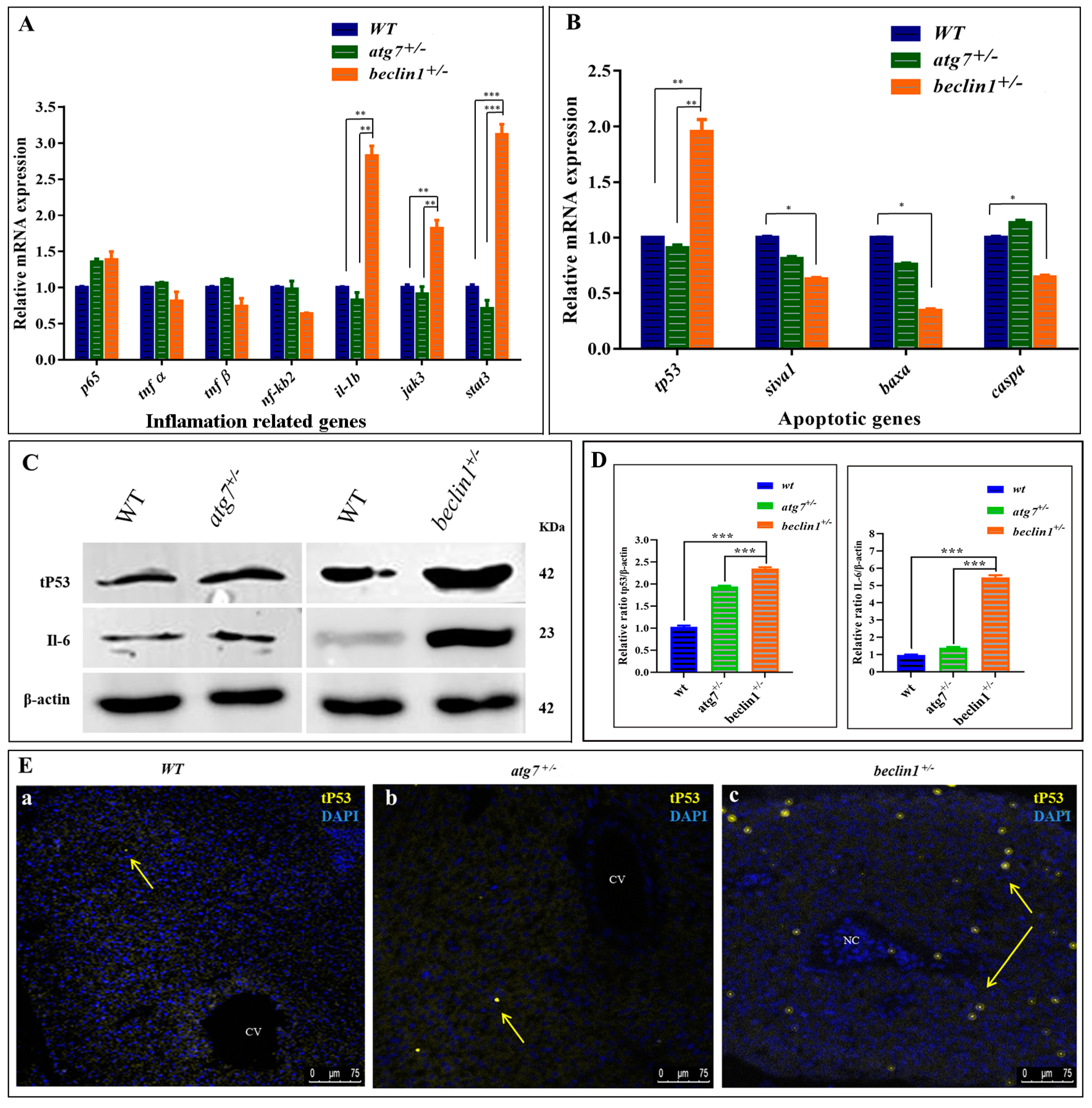 Ijms 21 01533 g006 Ijms 21 01533 g006