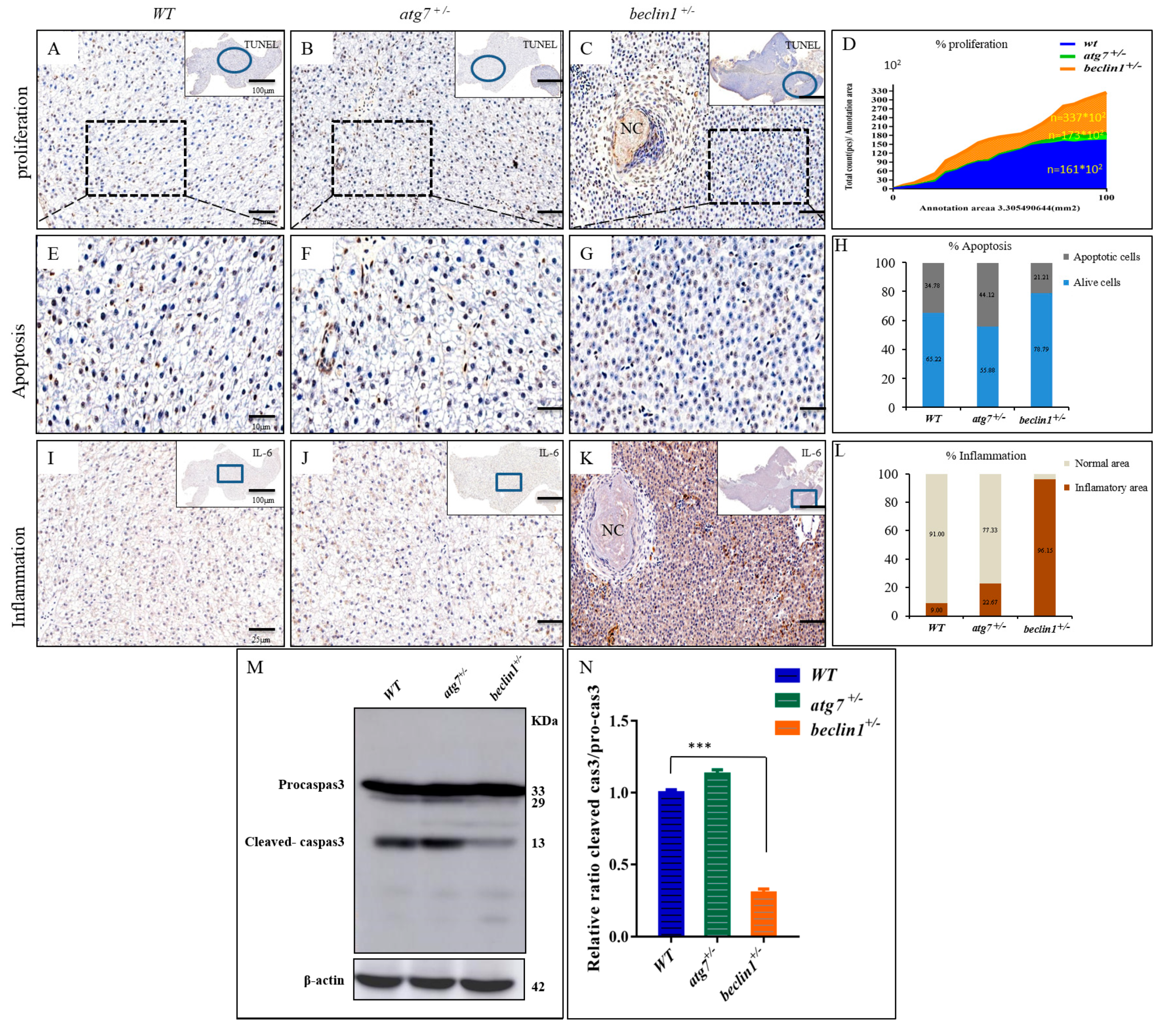 Ijms 21 01533 g007 Ijms 21 01533 g007