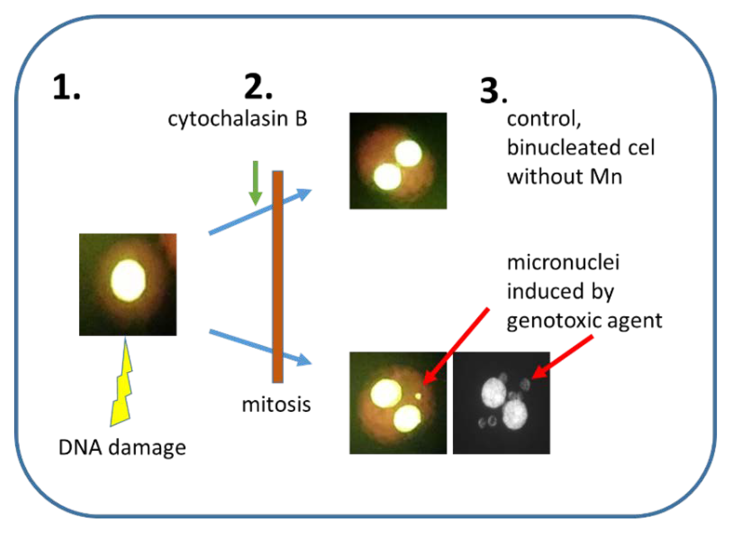 IJMS | Free Full-Text | Micronucleus Assay: The State of Art, and ...