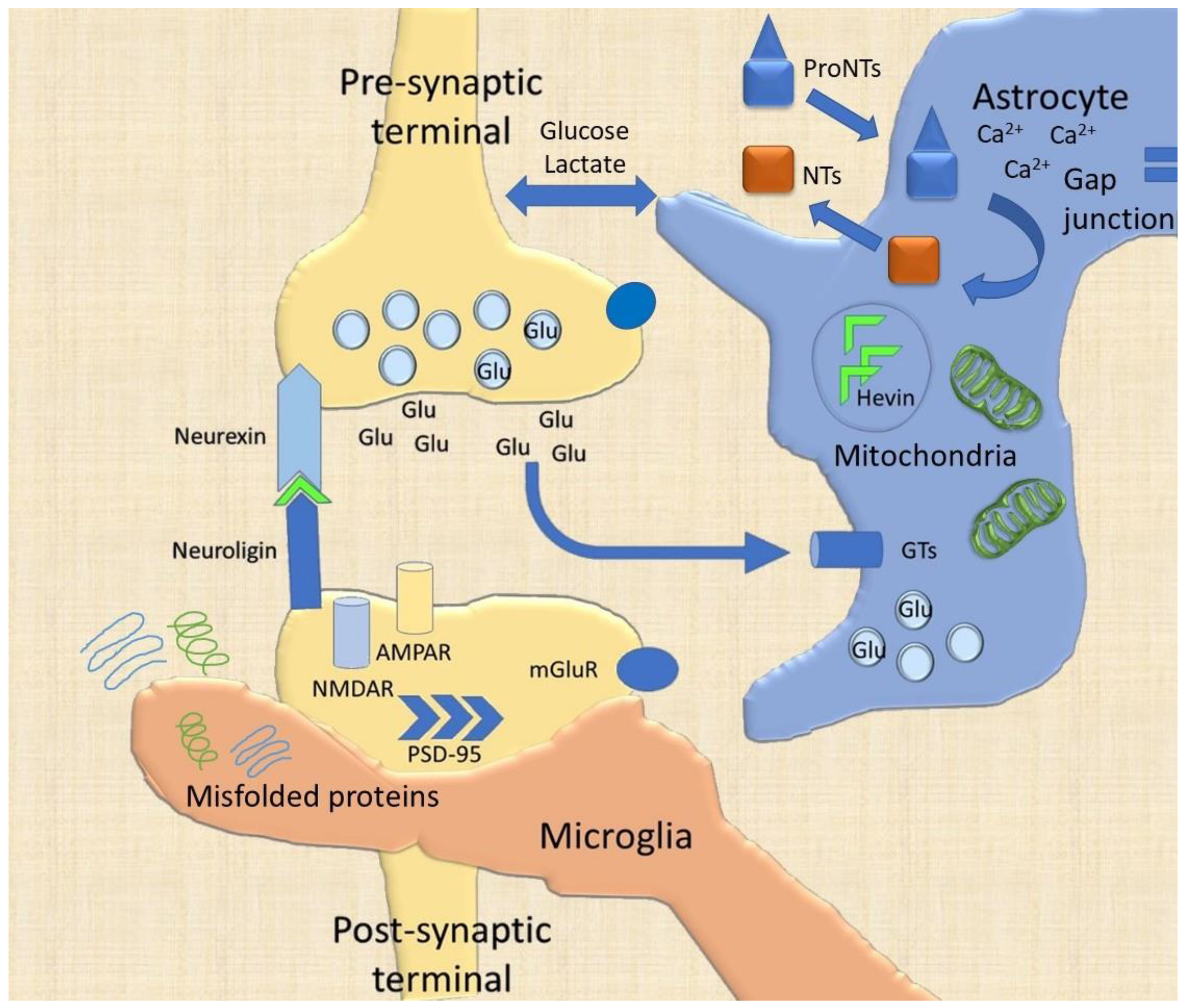 Сунаптикс. Synaptic plasticity. Synaptic cleft.