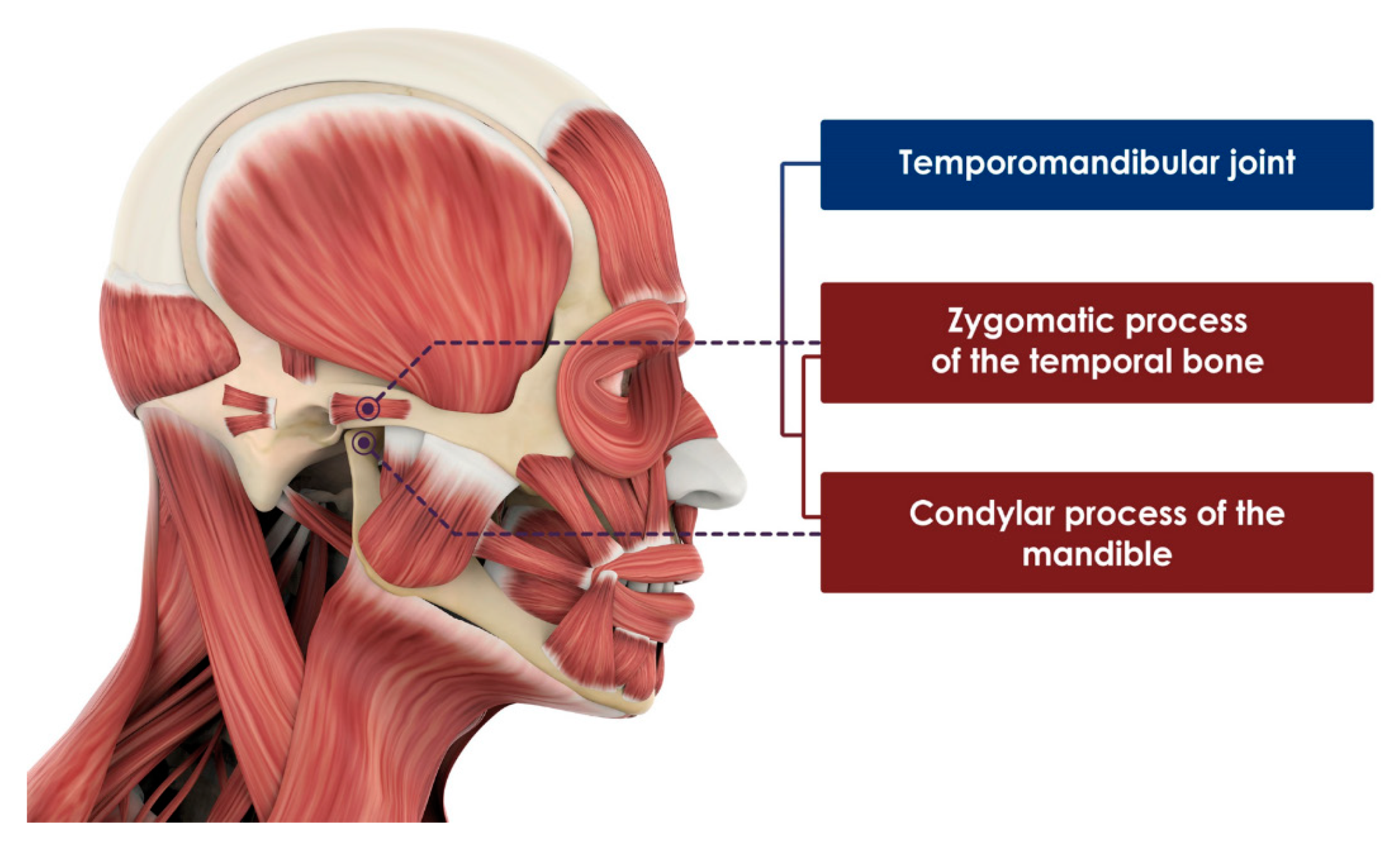 Temporomandibular Joint Muscles