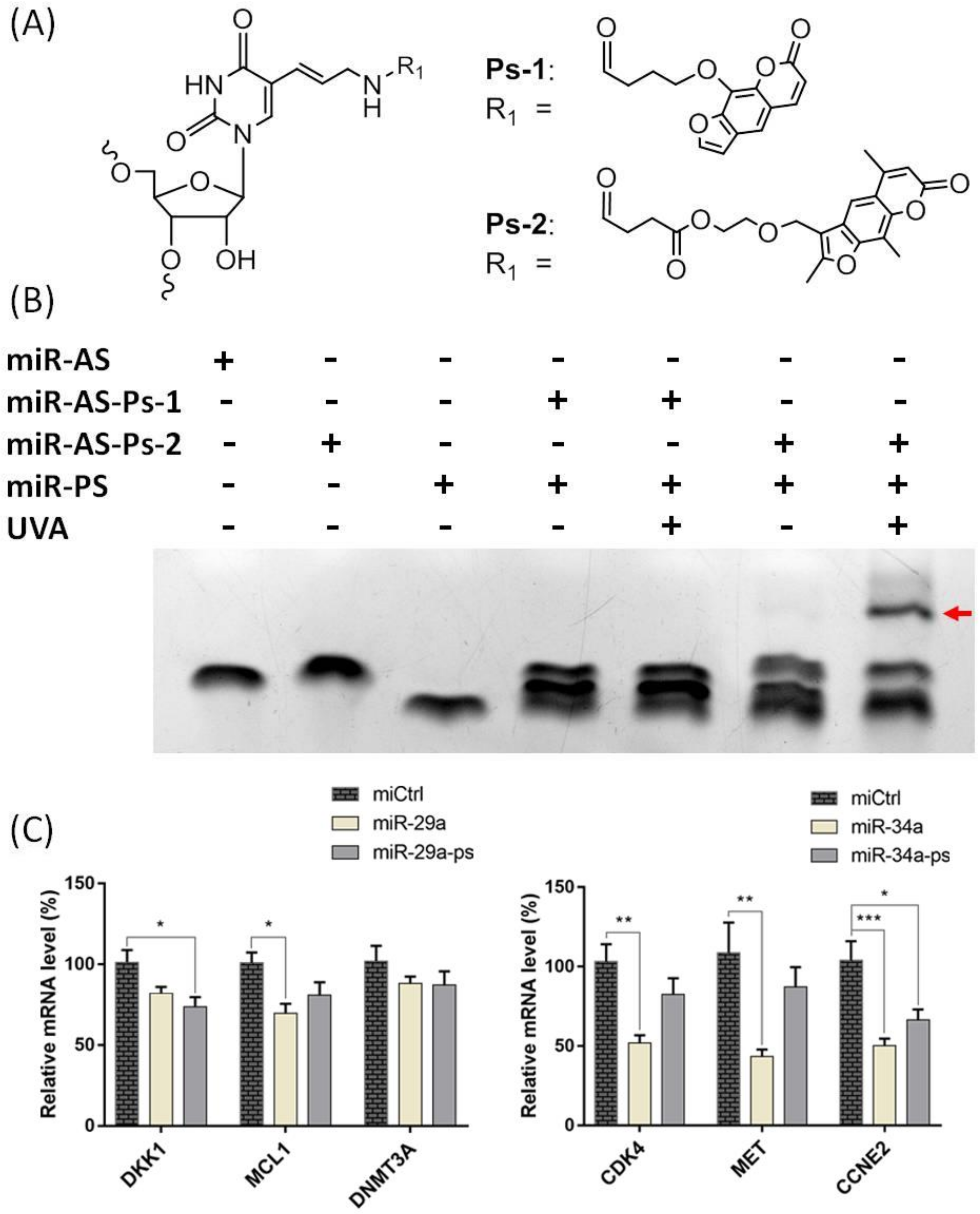 Ijms 21 01545 g002 Ijms 21 01545 g002