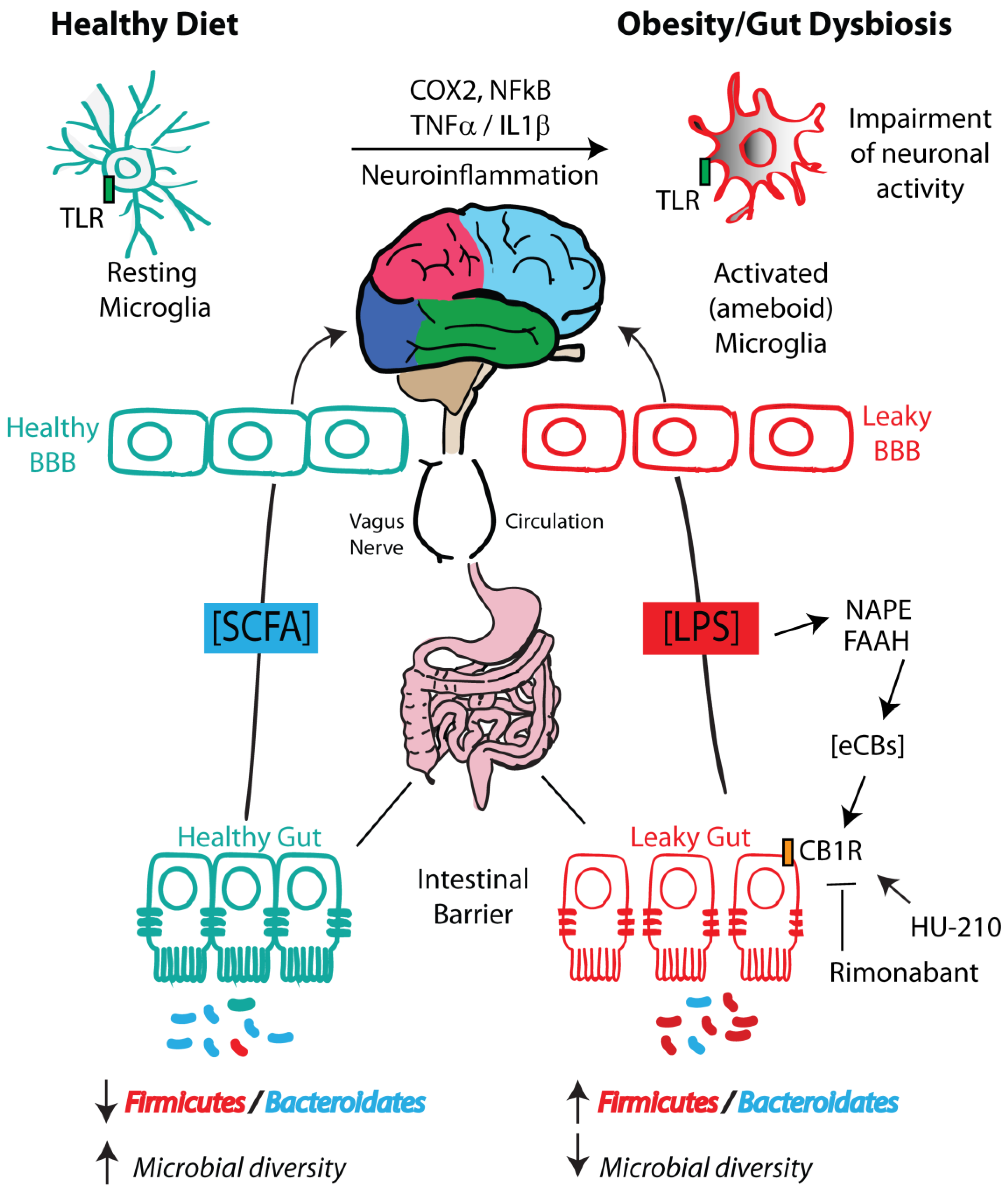 Schizophrenia and obesity: May the gut microbiota serve as a link for the  pathogenesis? - Wu - 2023 - iMeta - Wiley Online Library